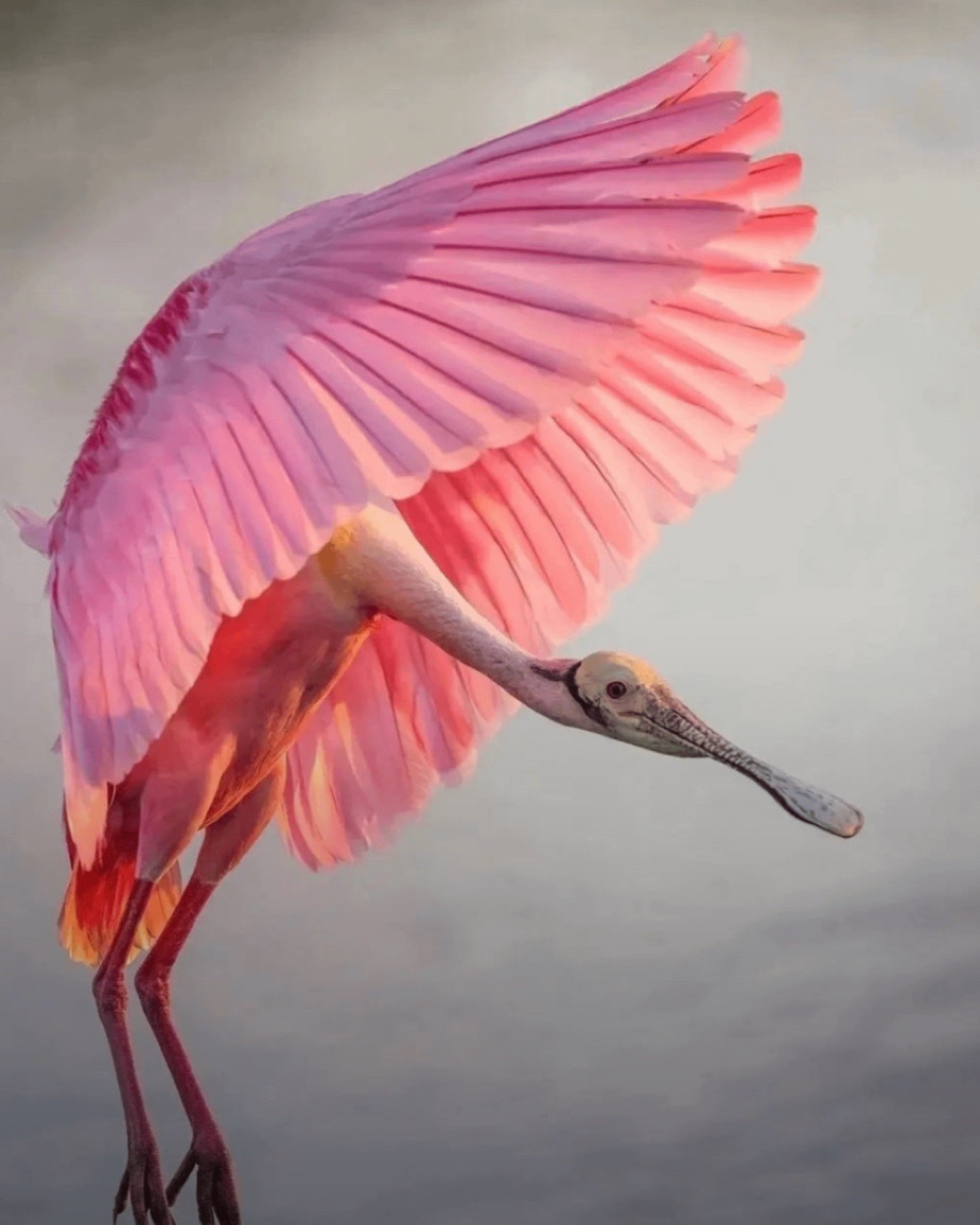 The Stunning Roseate Spoonbill Revealed