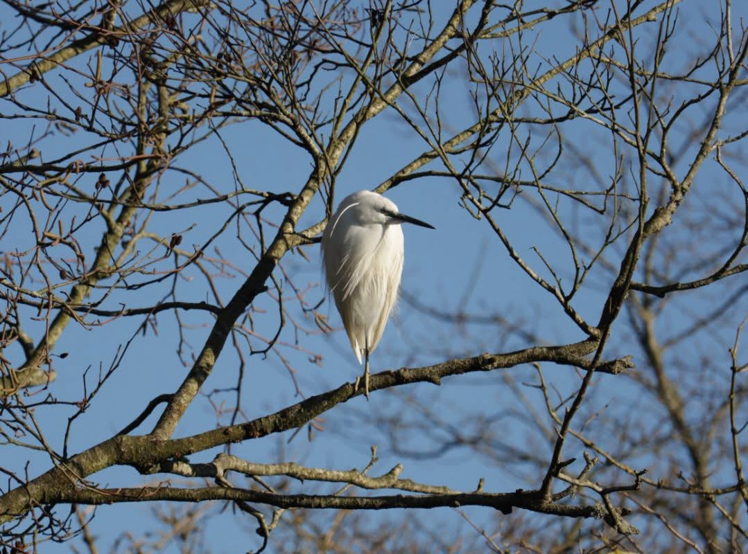 Elegant Egret: Nature's Beauty