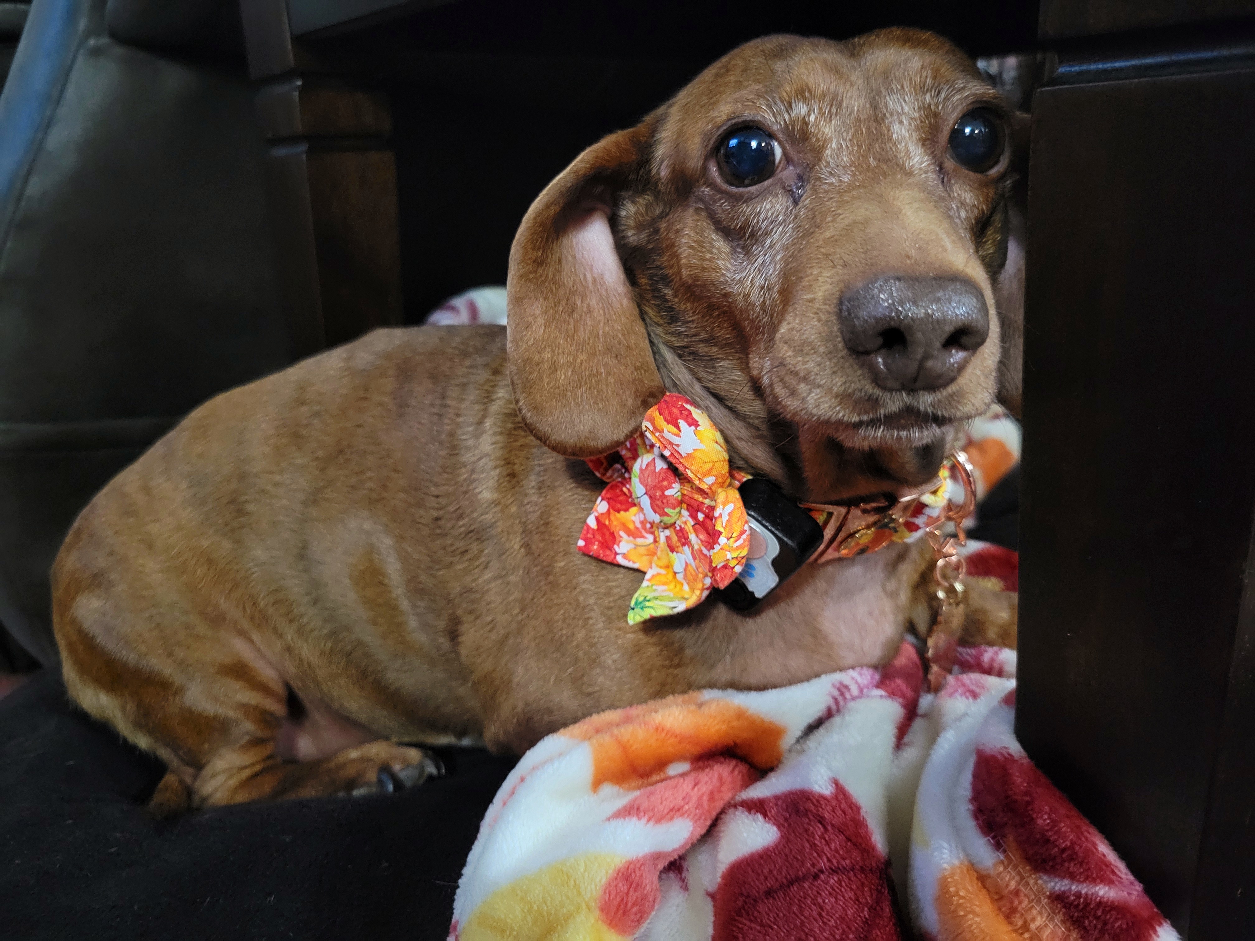 Check Out This Adorable Photo of My Pup, Tiger Lilly #690
