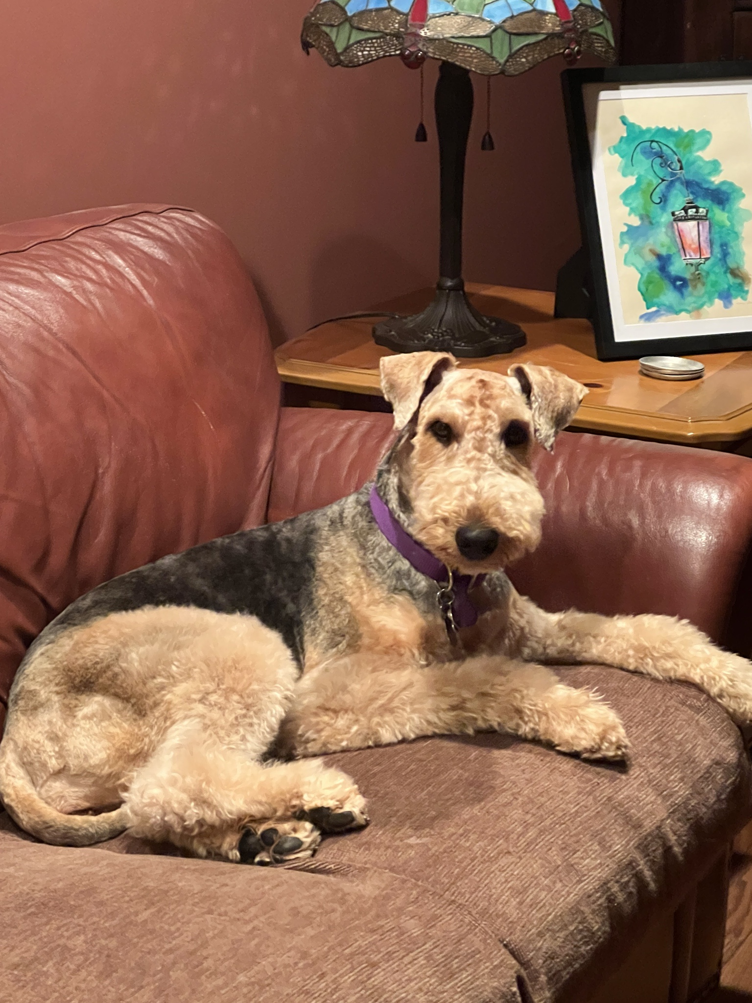 She Believes She's One of Us: A Furry Friend's Perspective