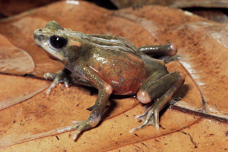 The Extinction of Atelopus senex: The Pass Stubfoot Toad