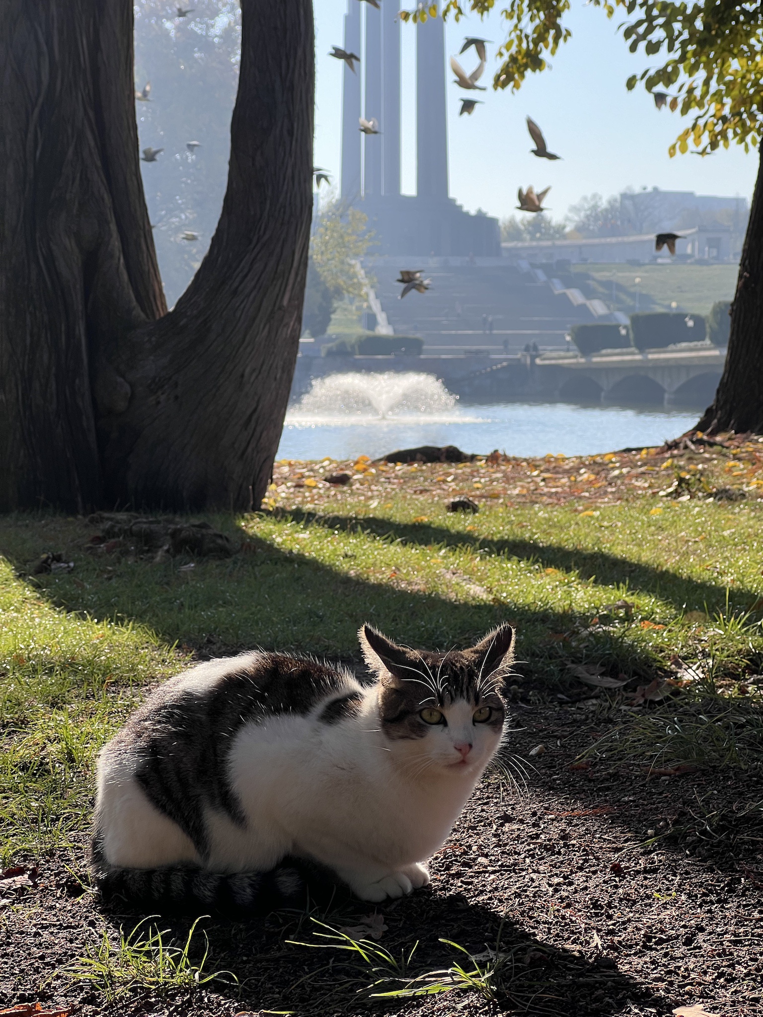 This Cat's Got a Quest: Obelisks Await!