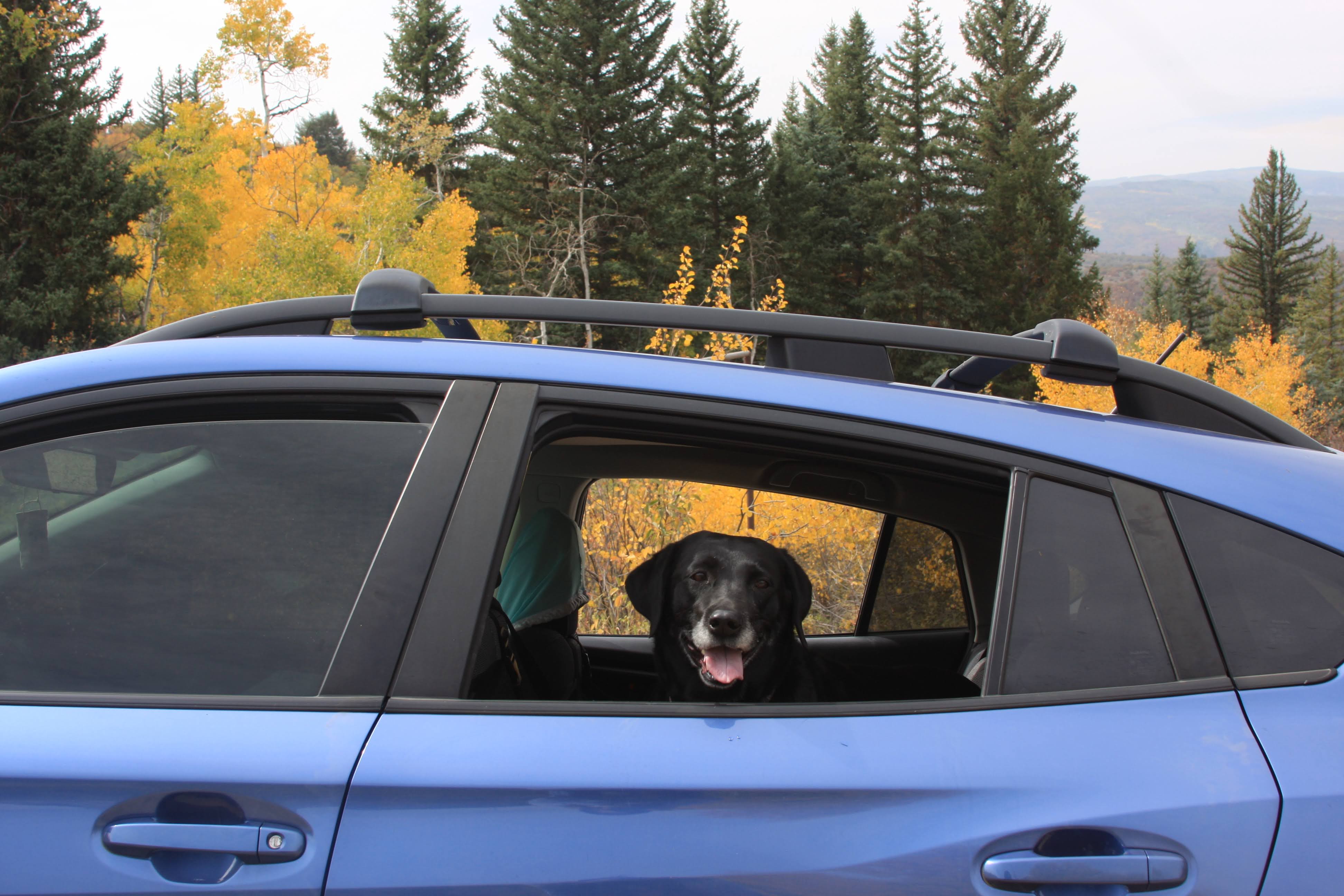 Hello Carmeet! I'm Subie, and I love cruising with my furry friends!