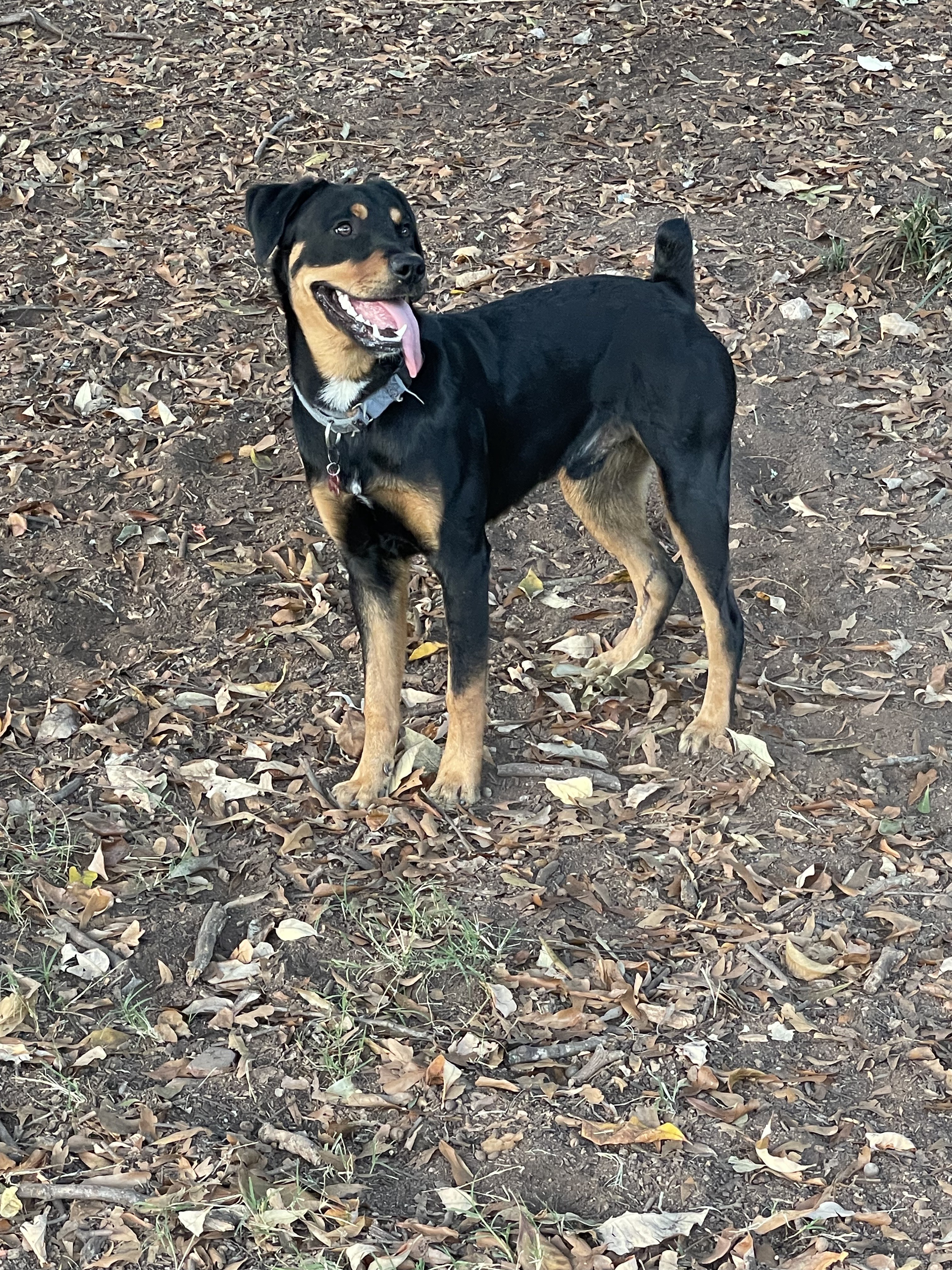 Tucker the Foster Dog Has Found His Forever Home!
