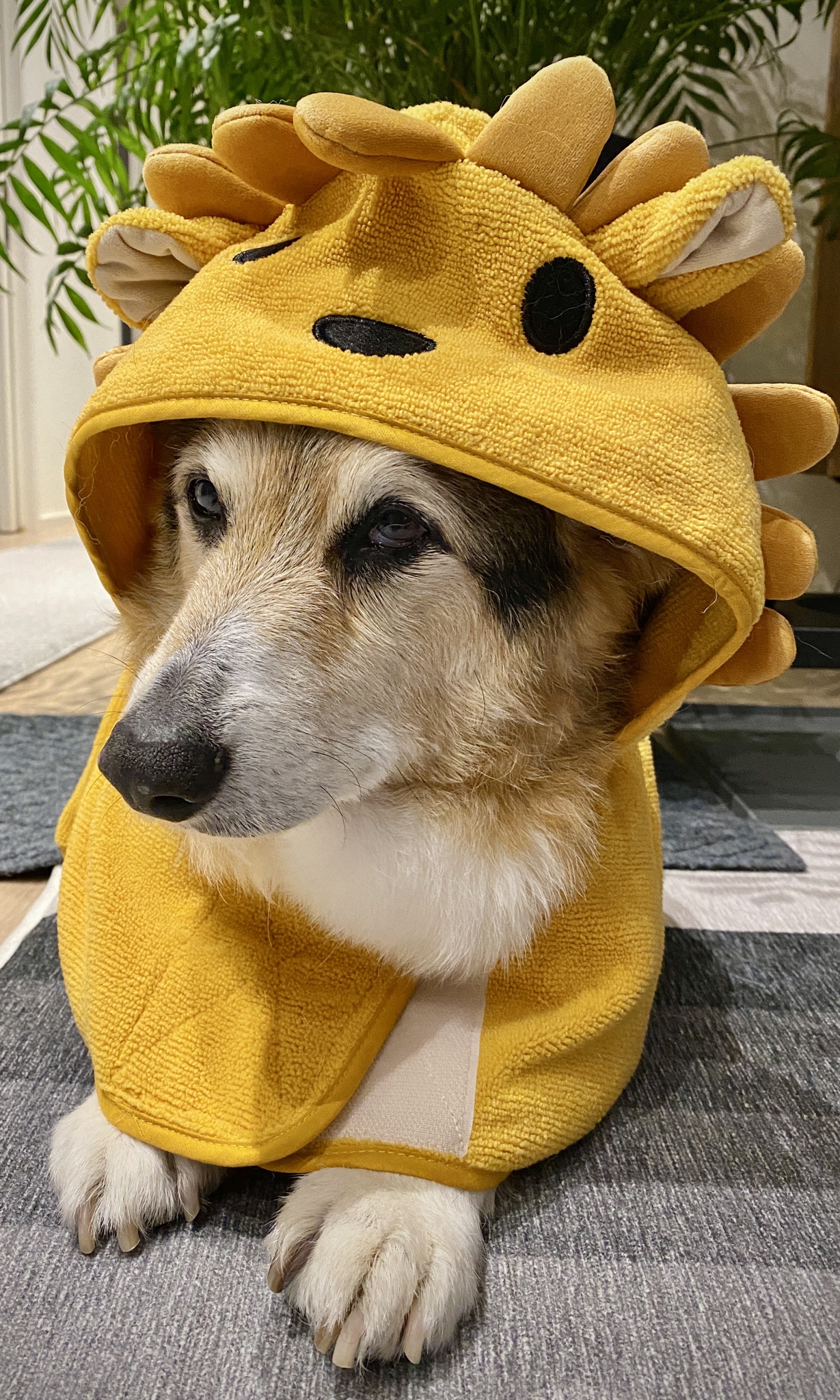 The True King of the Jungle
