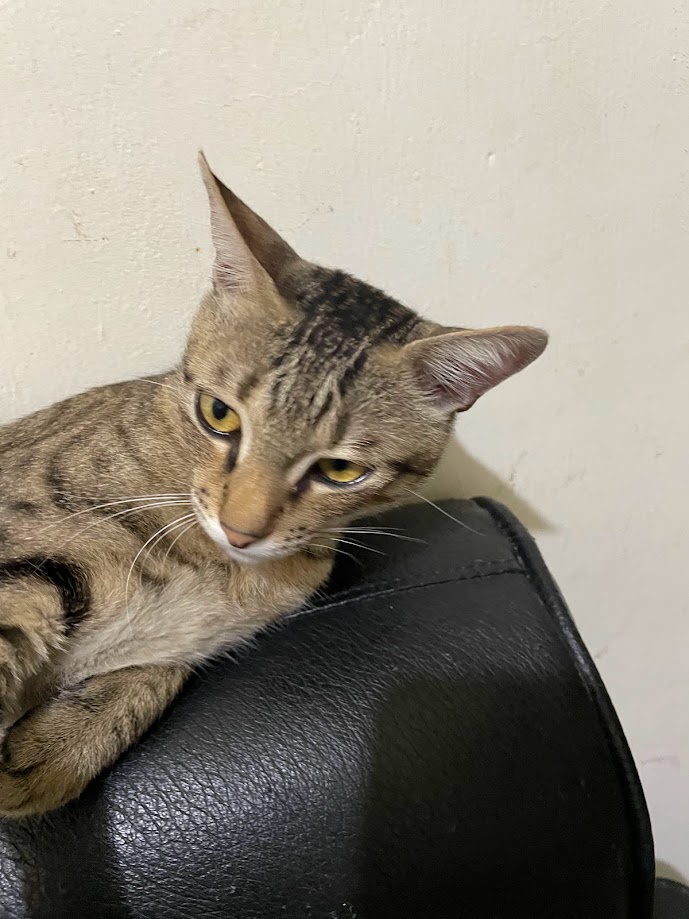 The Cozy Cat Taking Over the Sofa