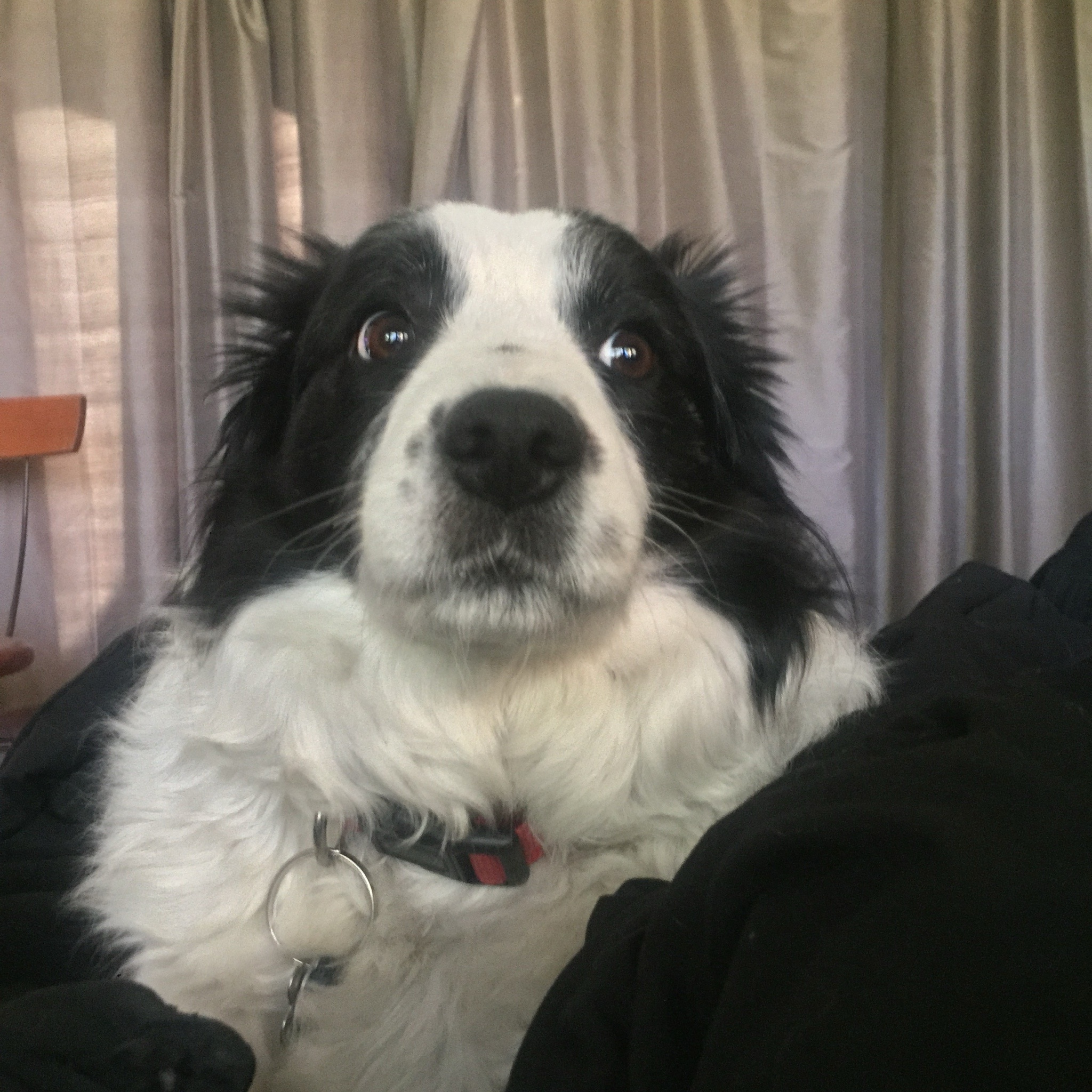 Adorable Dog Moments That Will Melt Your Heart