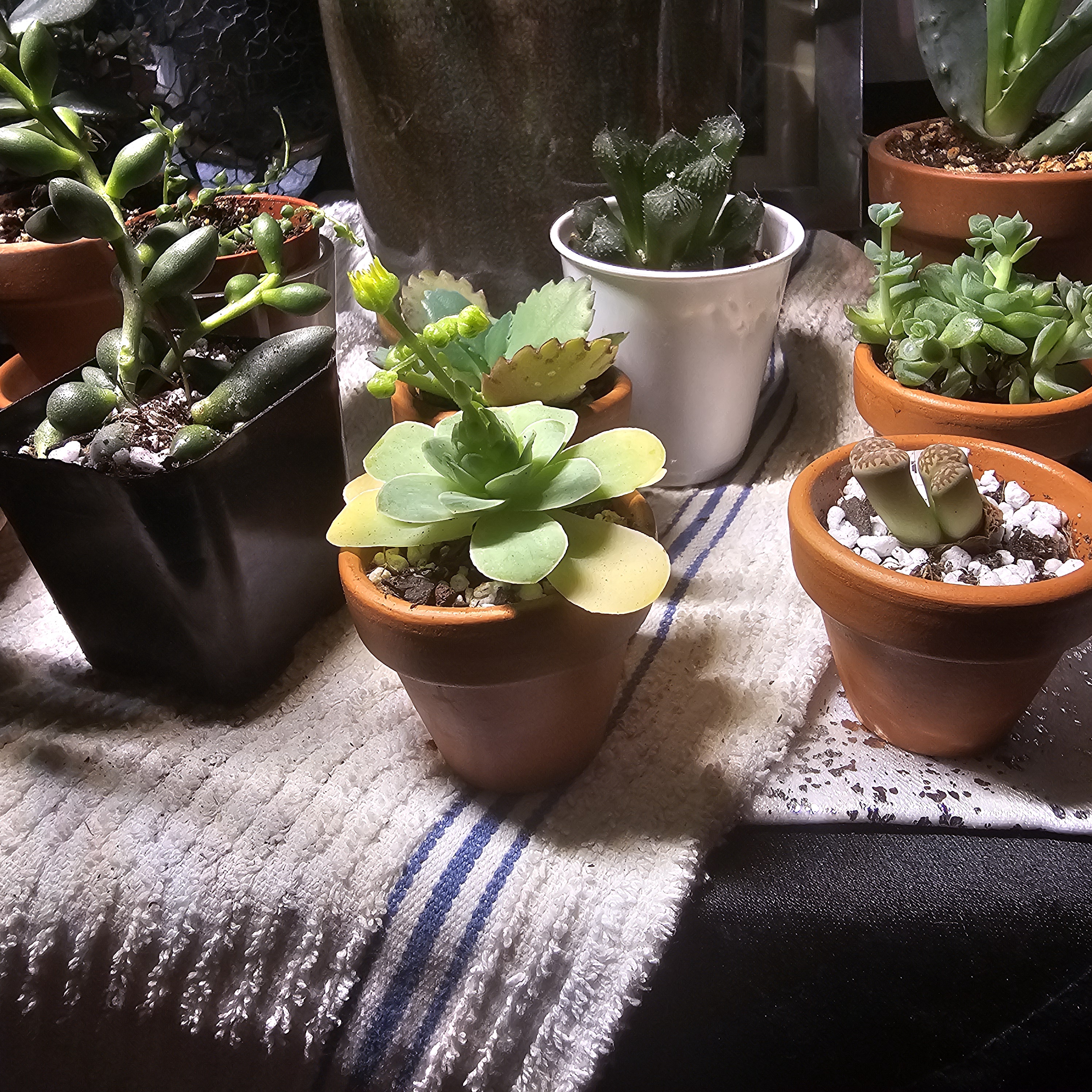 Check out my thriving succulent collection!