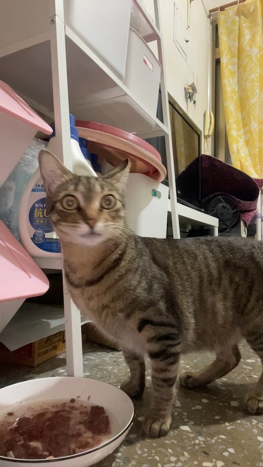 The Feline Chronicles: Yet Another Cat Moment