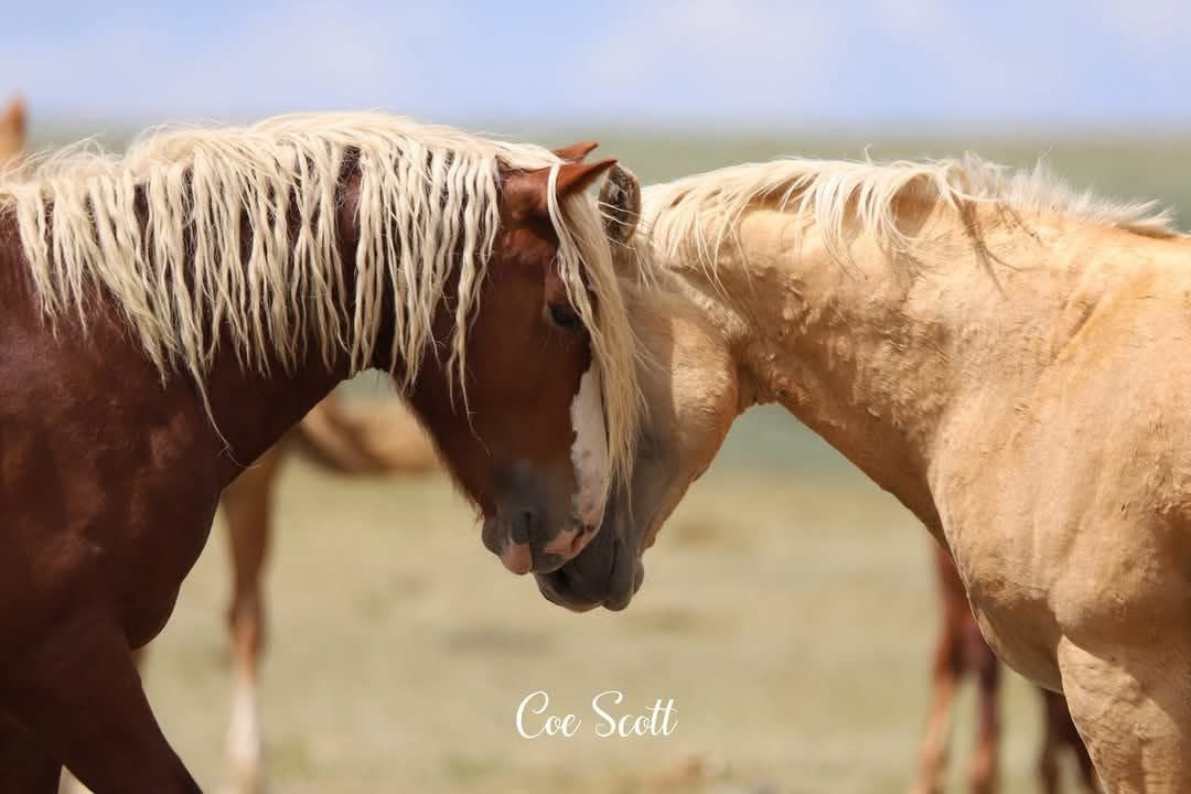 The Majestic Mustangs Unleashed