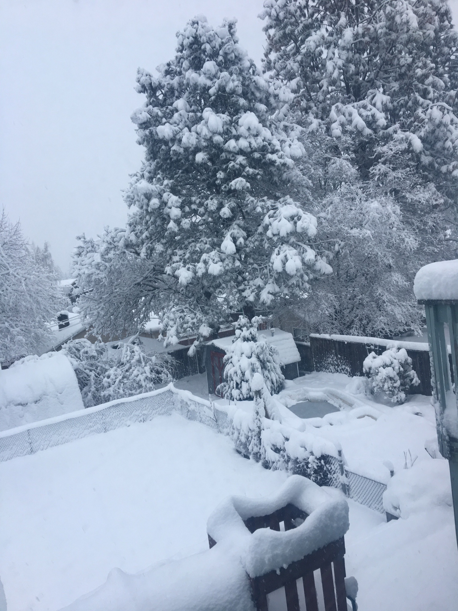 Snowfall is a rare treat around here...