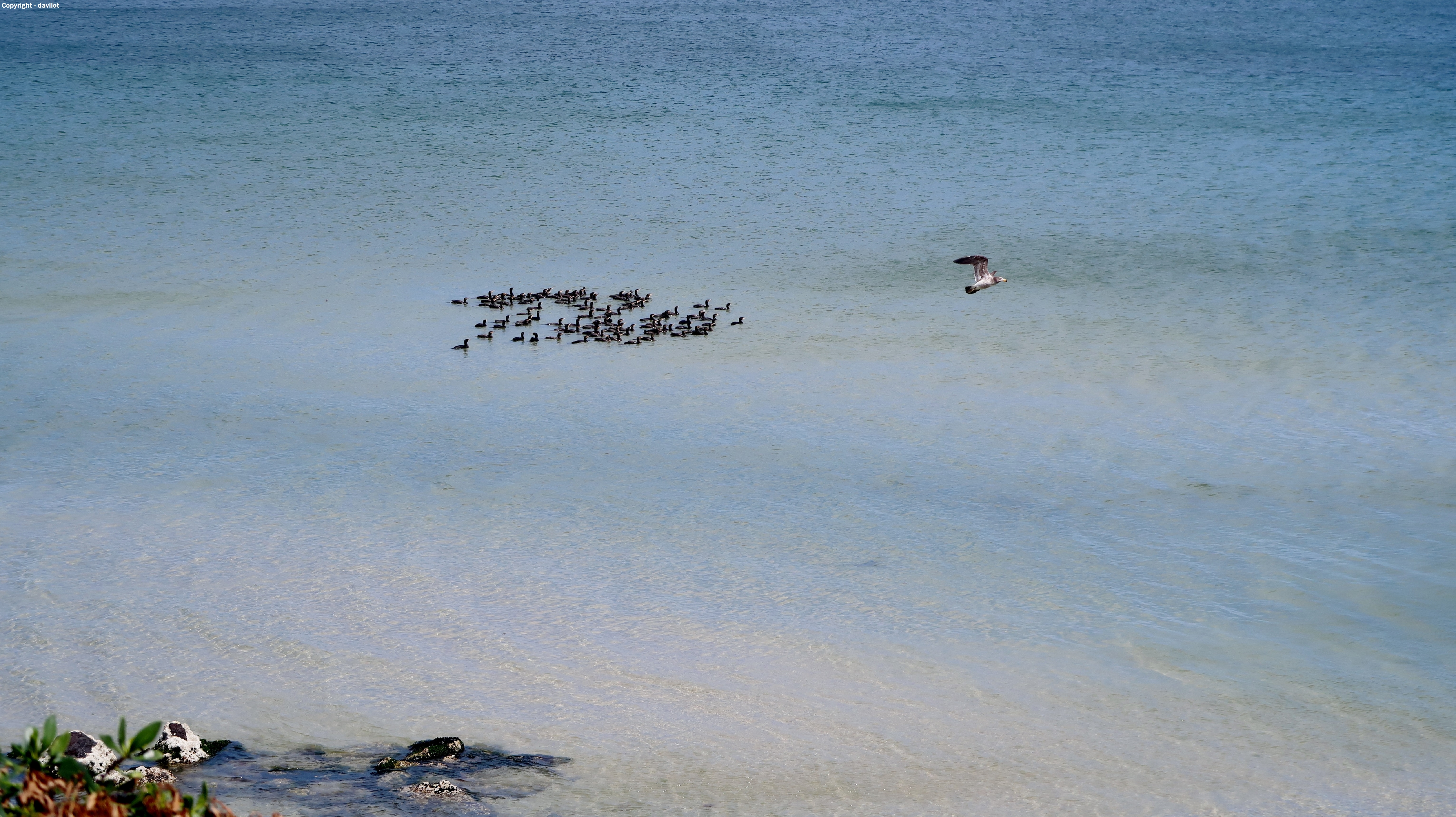 68 Cormorants in Action