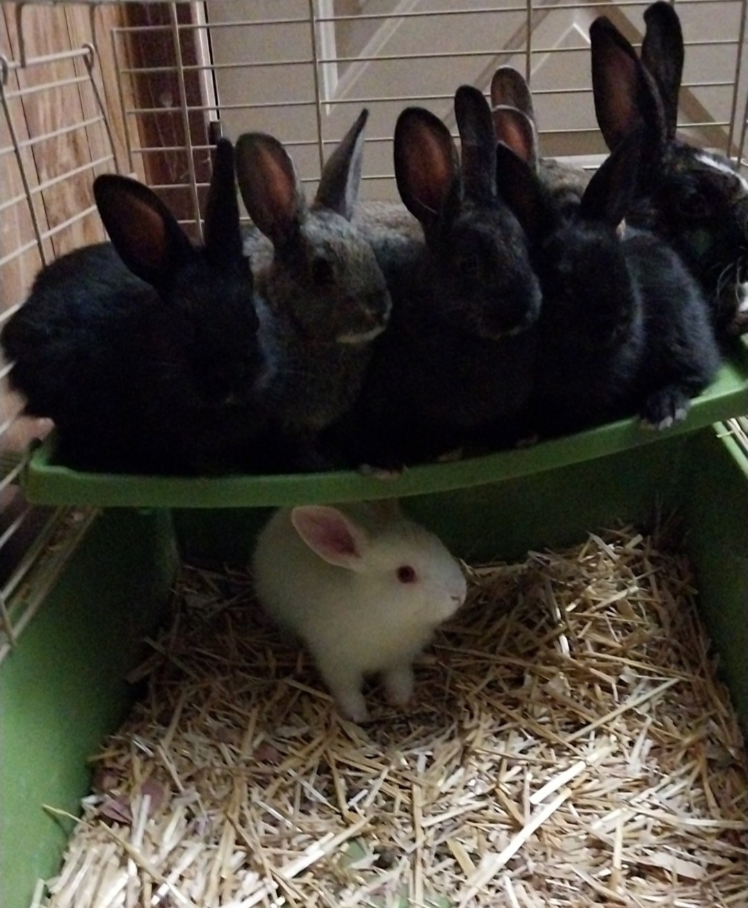 When Your Friends' Bunnies Unintentionally Create a Meme Moment