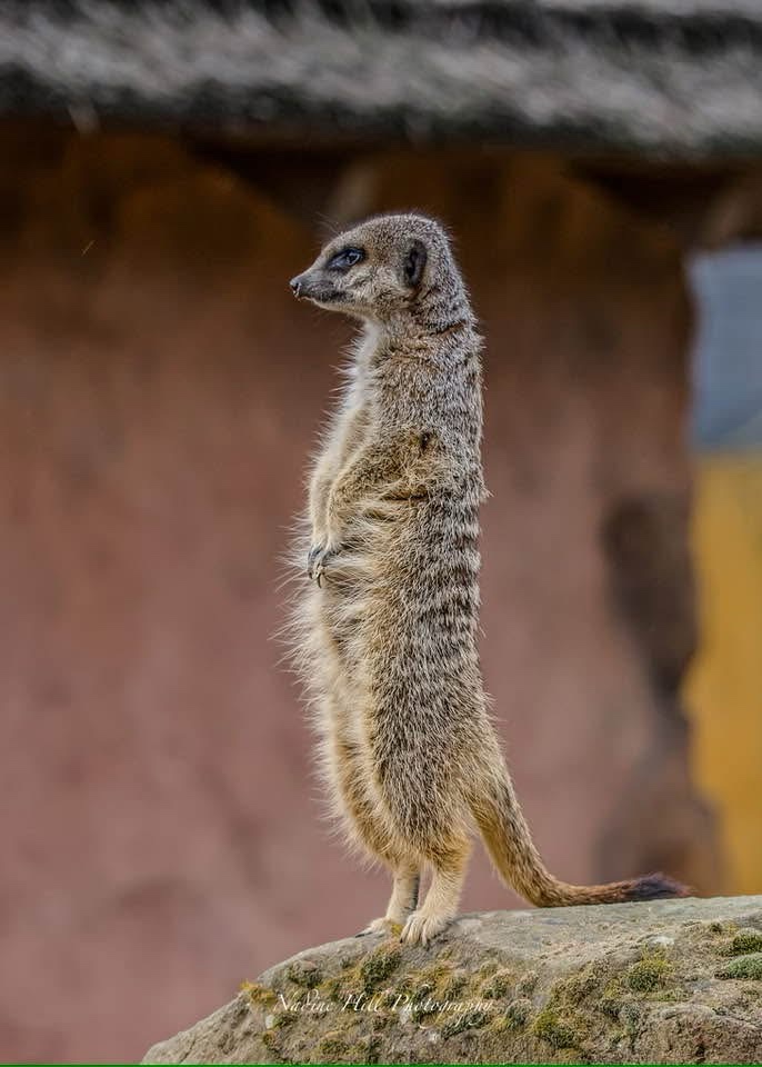 Meet the Curious Meerkat