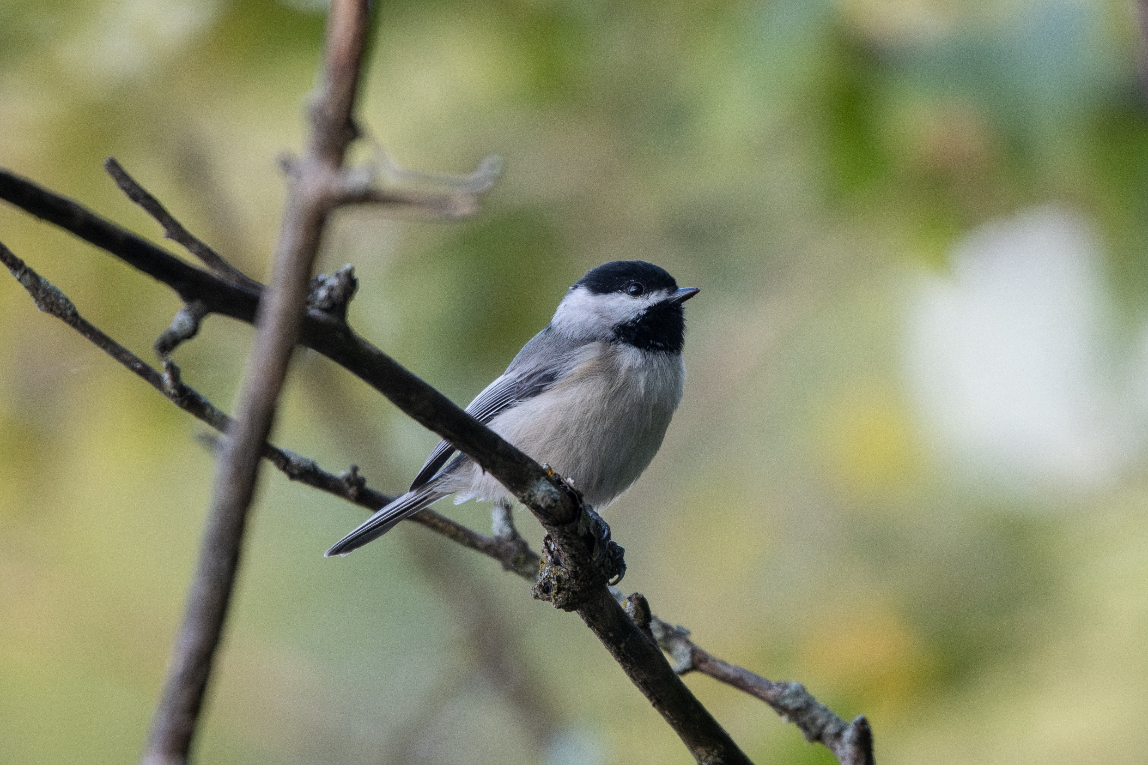 Birdwatching adventures in Virginia this September and October!