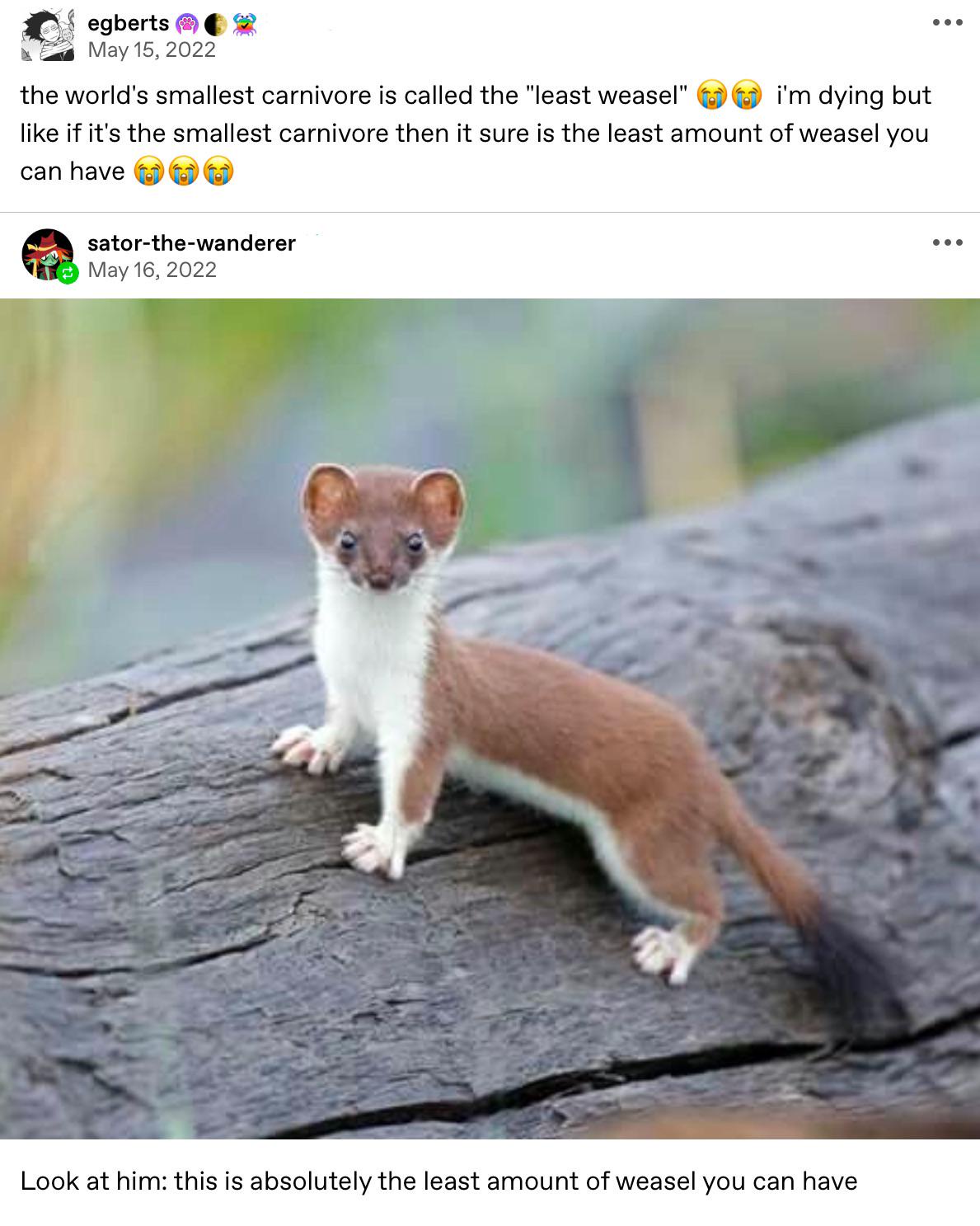 The Most Unlikely Weasel