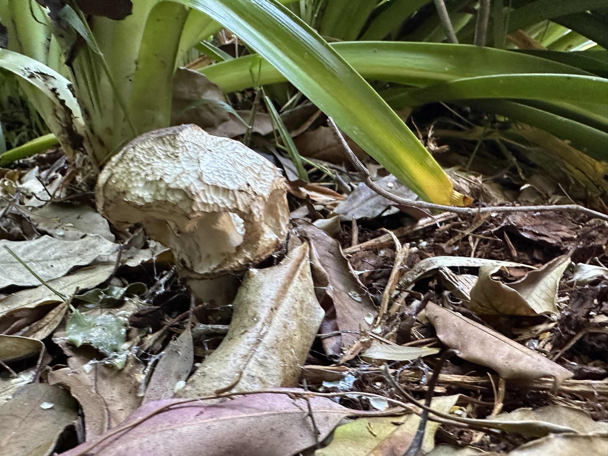What kind of mushroom is this, anyway?