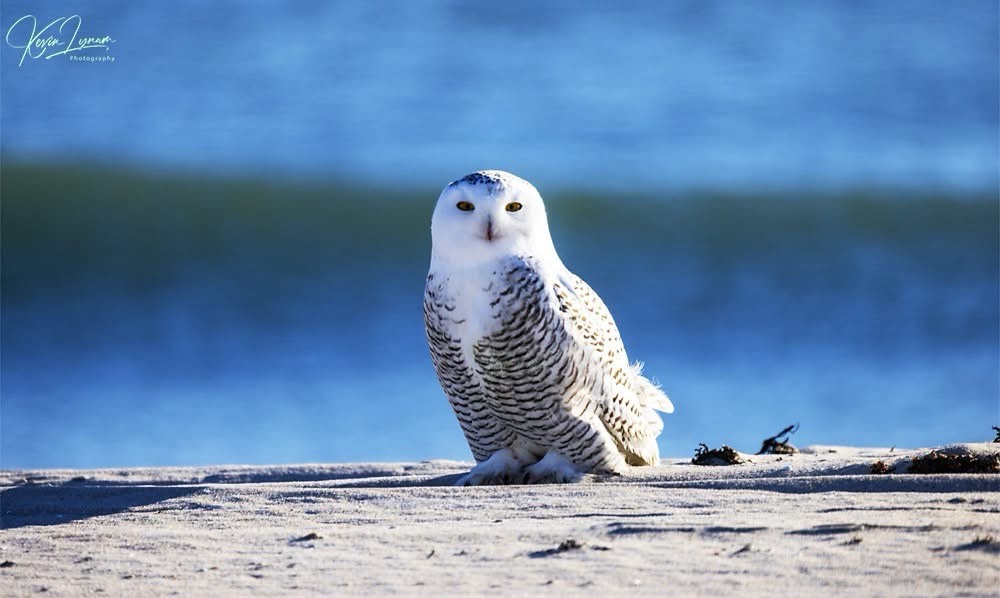 The Enigmatic Snowy Owl in All Its Glory