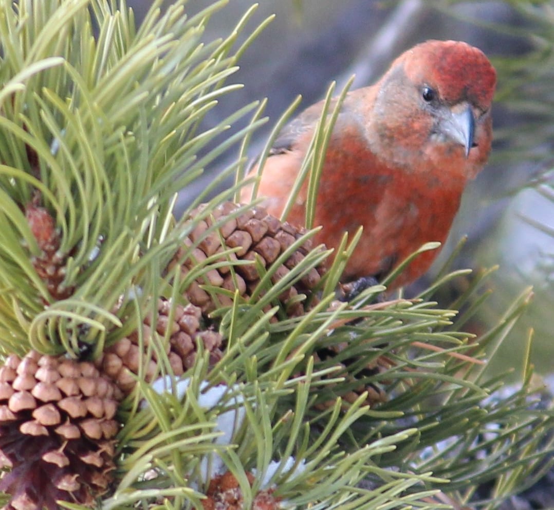 Join the Pinecone Team: Check Out My Stunning Photos!