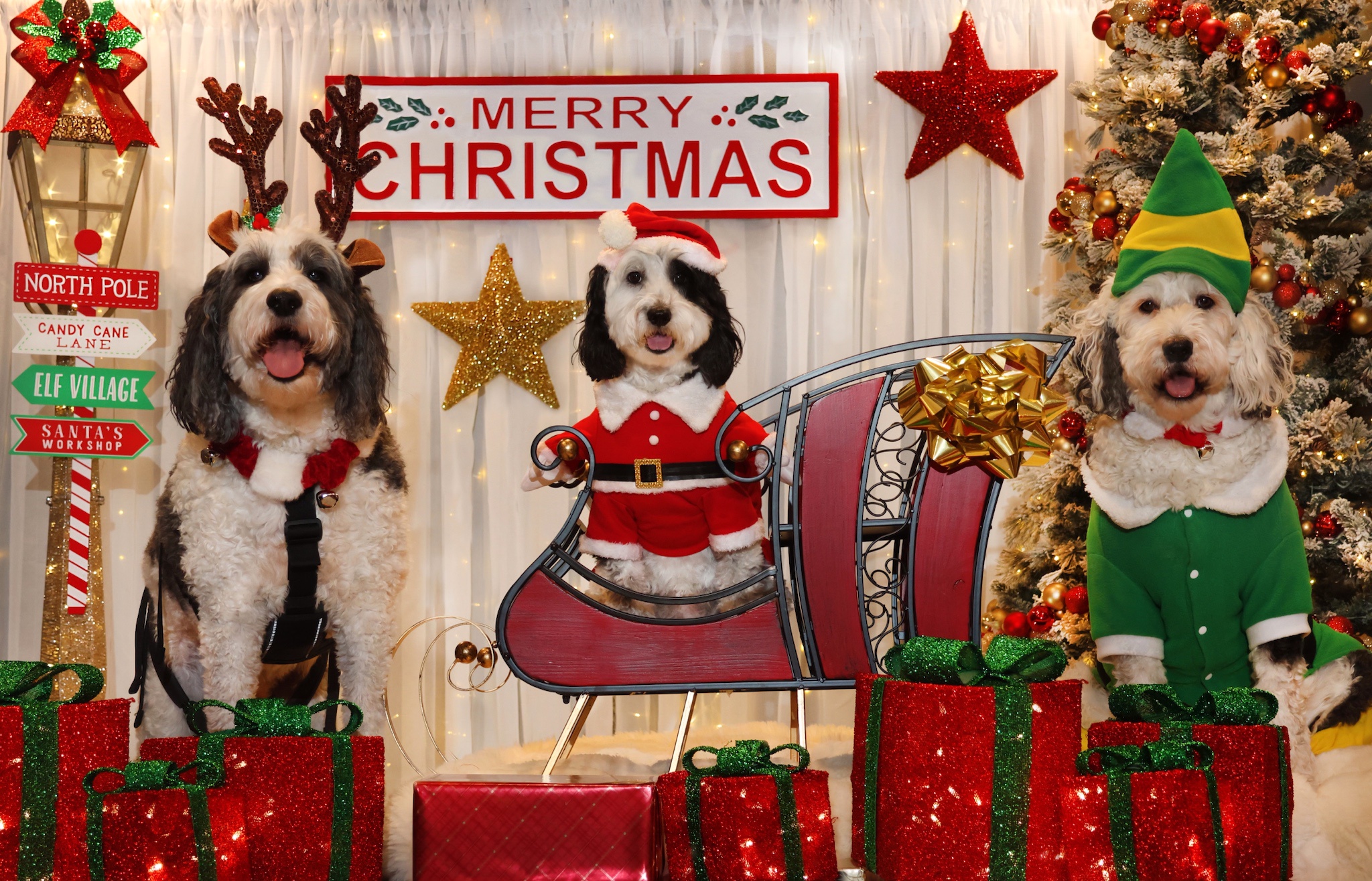 Wishing You a Merry Christmas in 2024!
