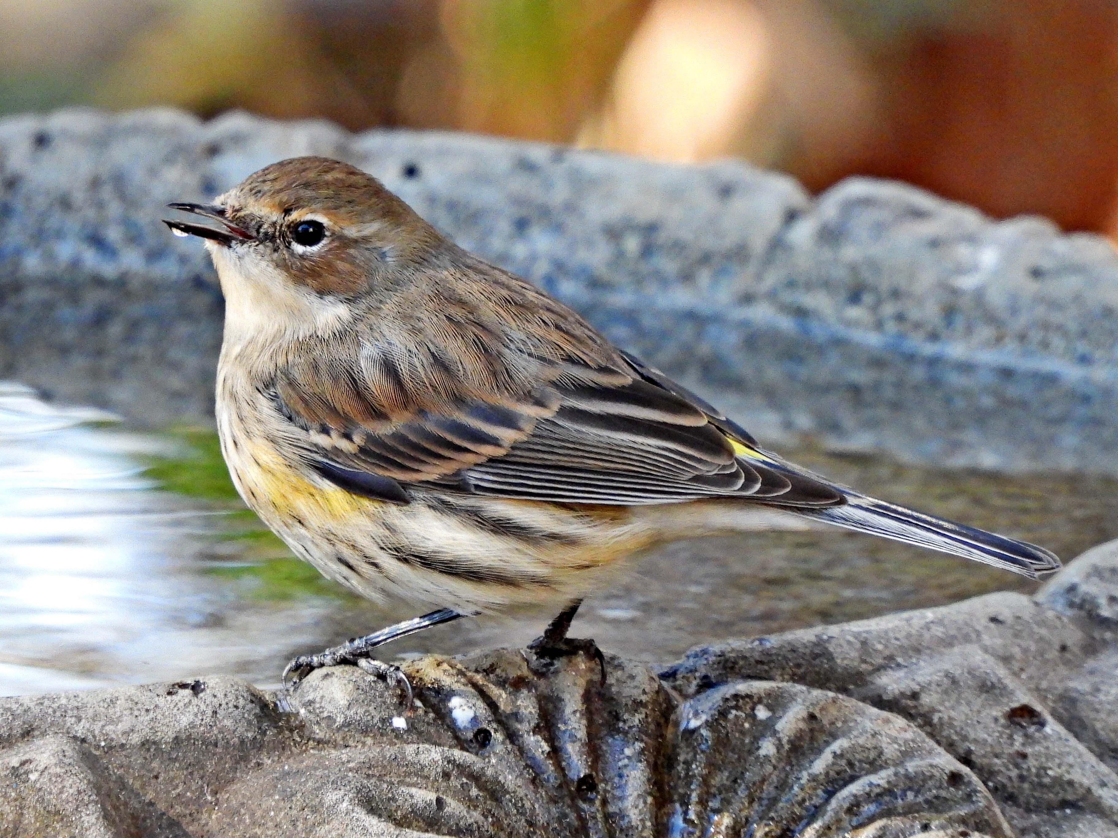 Spotting the Yellow-rumped Warbler in Summerville, SC