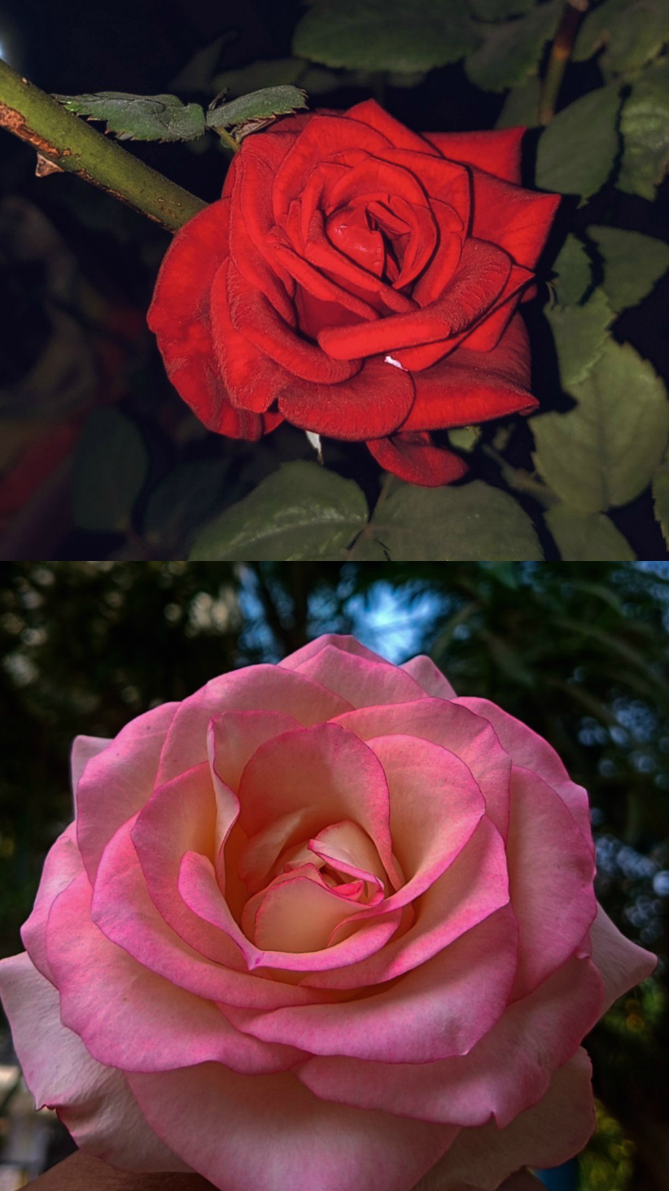 A Garden of Roses: Nature's Beauty