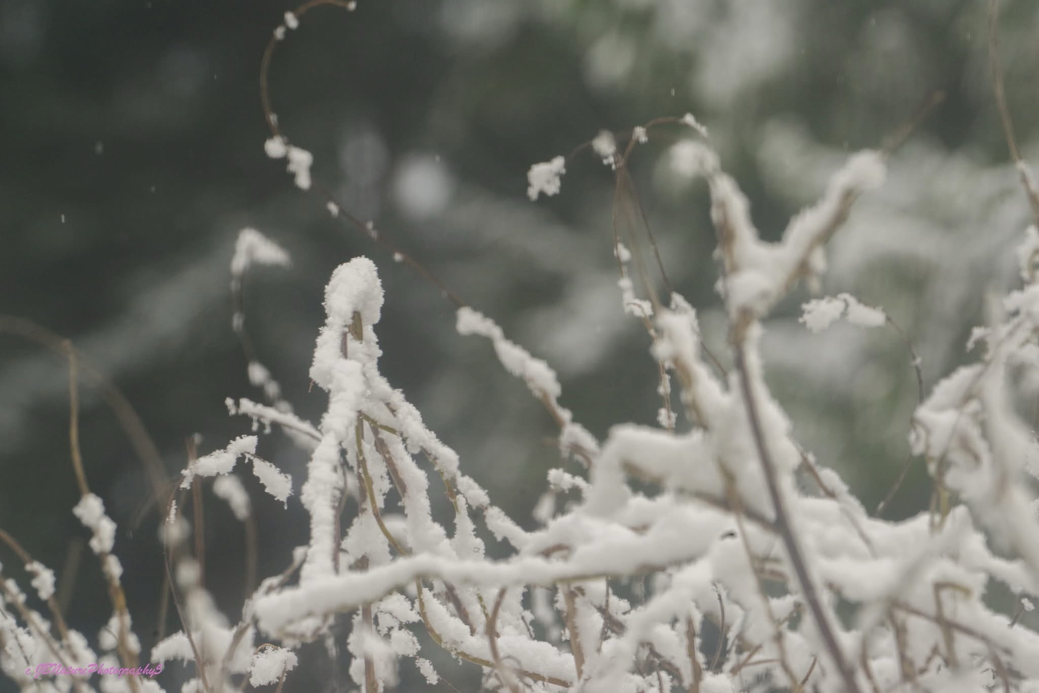 Wisteria Blanketed in Snow