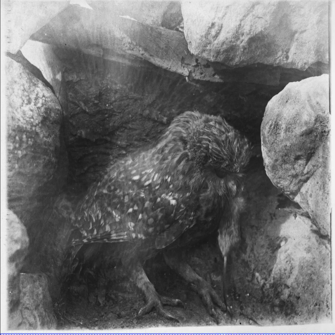 A rare glimpse of the extinct laughing owl from 1909!