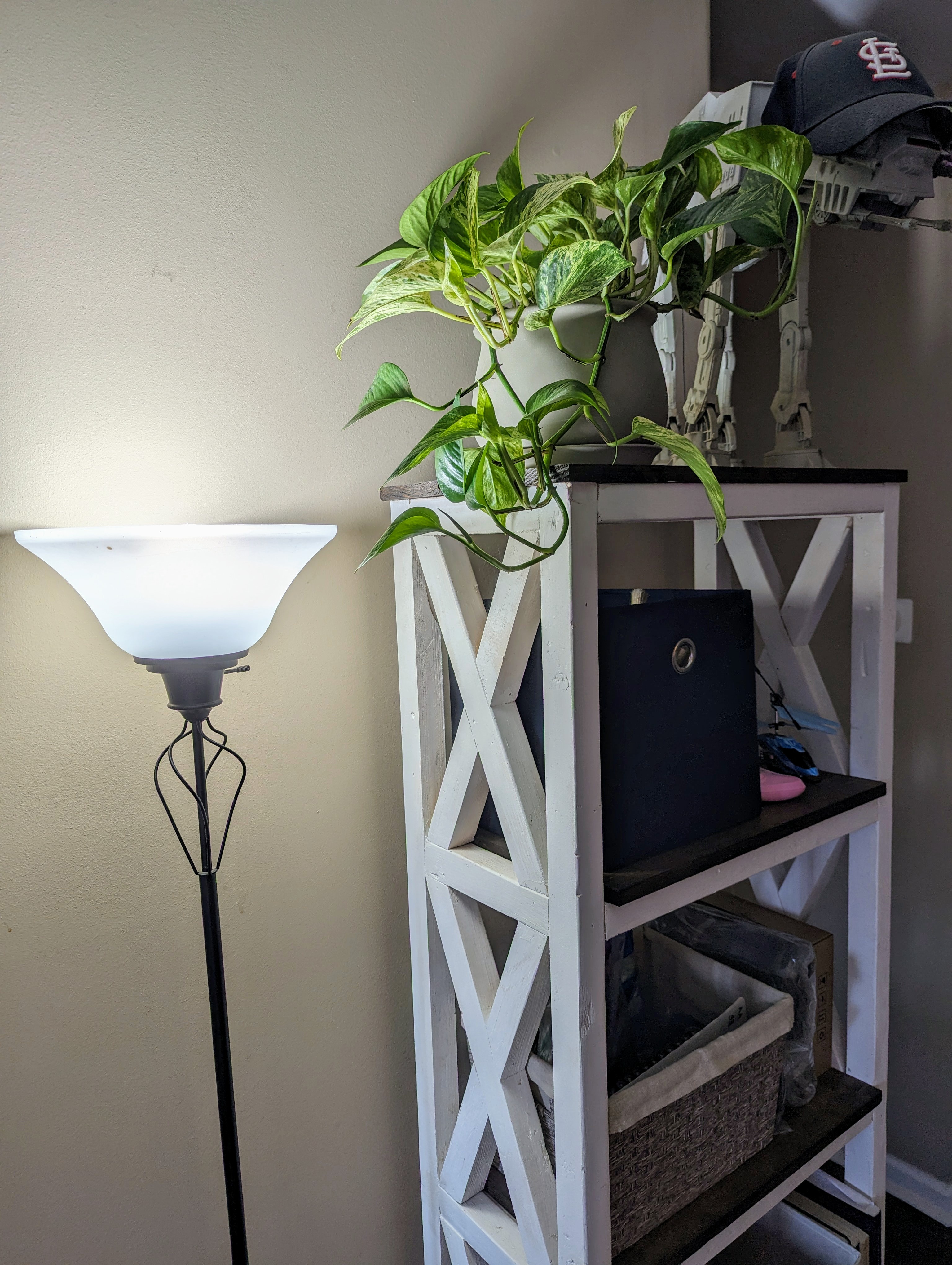 Witness the Transformation: 8 Months of Growth on My Marble Queen