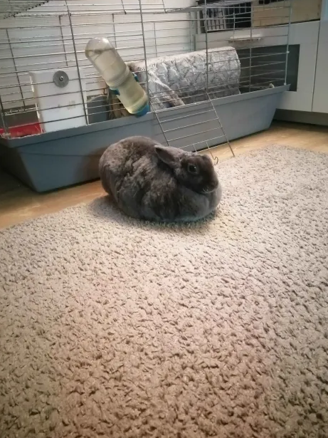 Maya's Chill Day: Just Loafin' Around