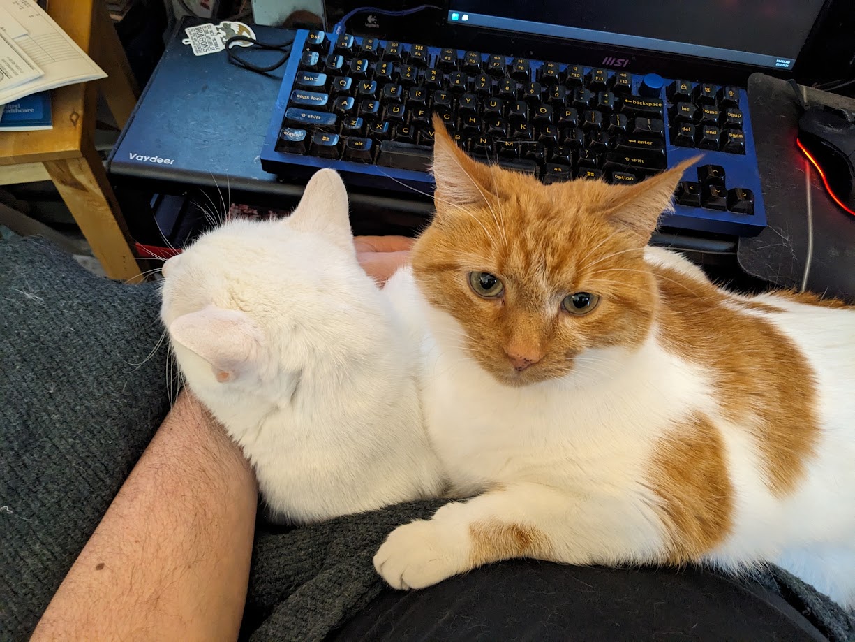 The Reality of Our Work Environment: Cats on Cats!