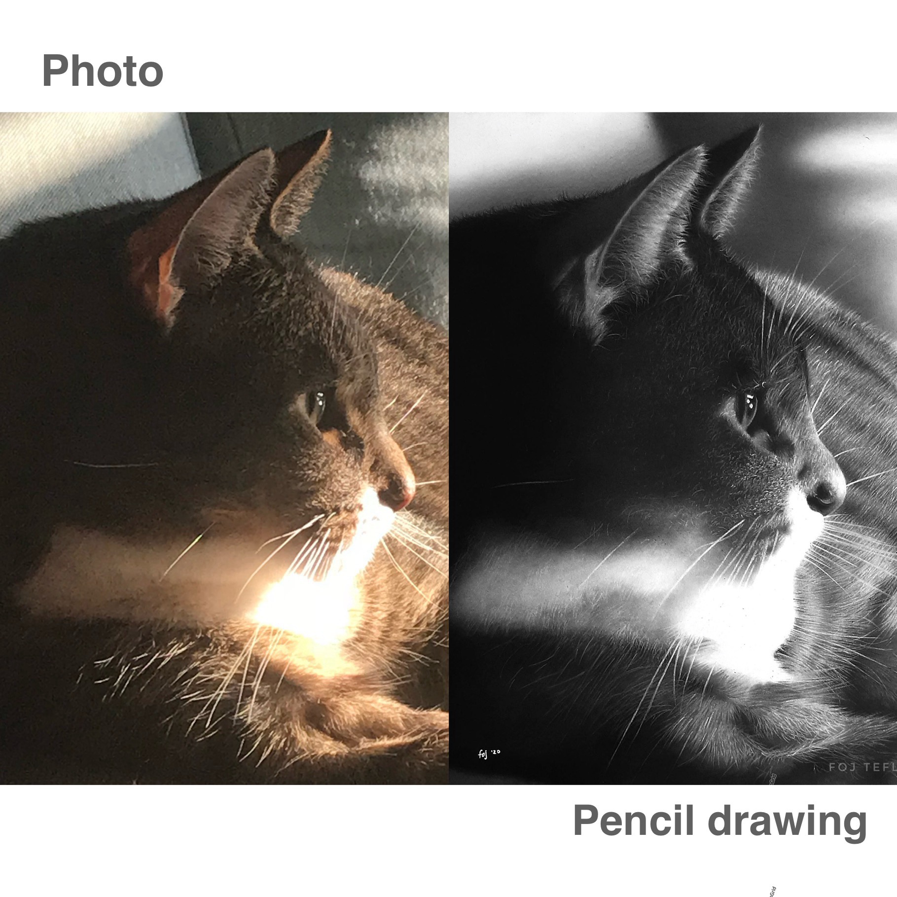 A side-by-side look at my cat portrait: photo versus my drawing for a dear friend.