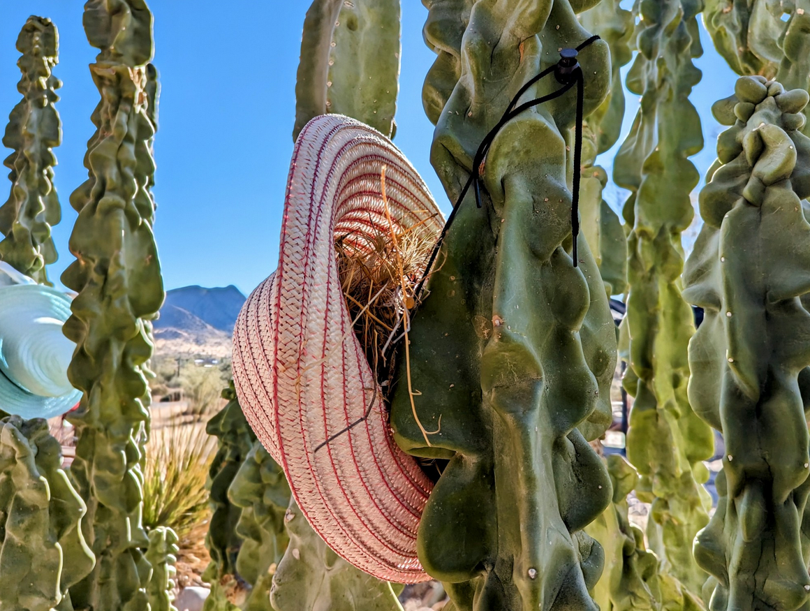 Living the desert life in front of my house with a totem pole cactus, complete with a decorative hat and cozy bird housing.