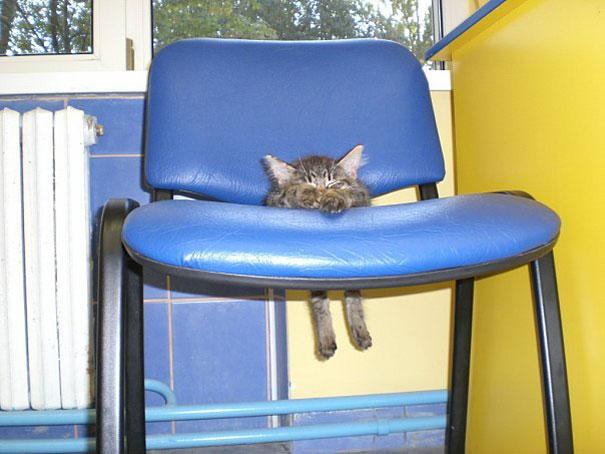 Meet Today's Adorable Cat Star