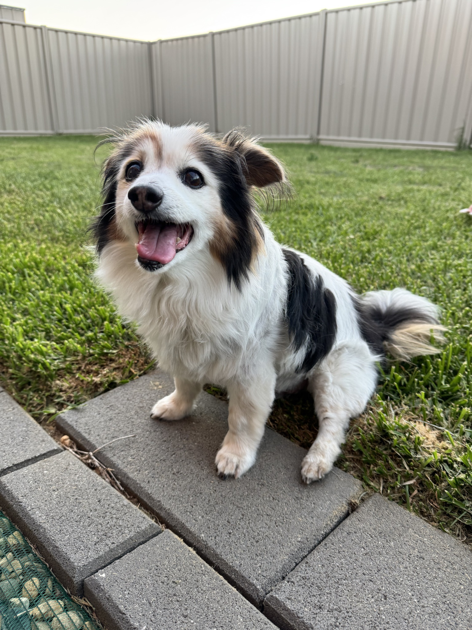 Daily Dose of Cuteness: A Photo of My Dog Panko