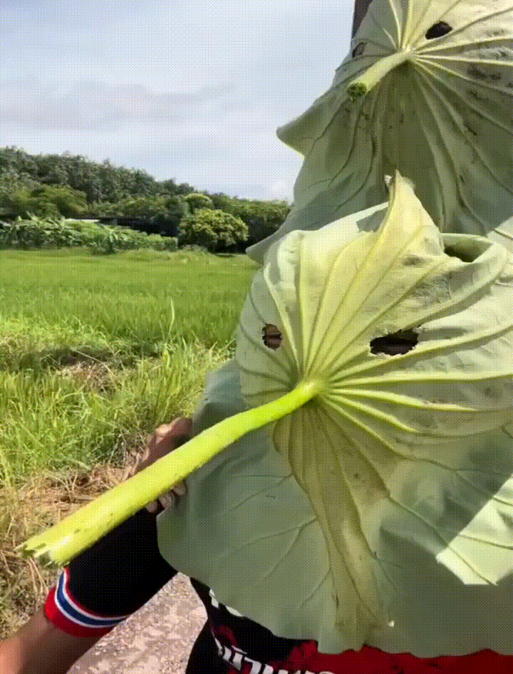 Mastering the Art of Camouflage