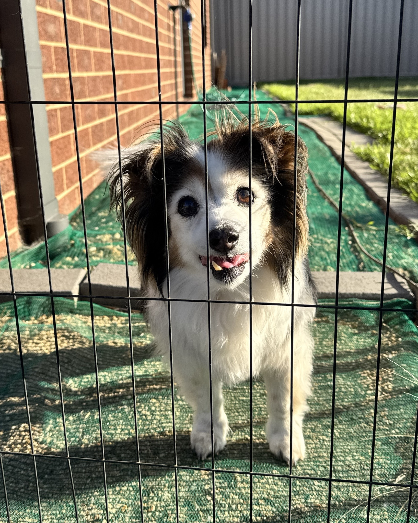A daily dose of my adorable dog Panko