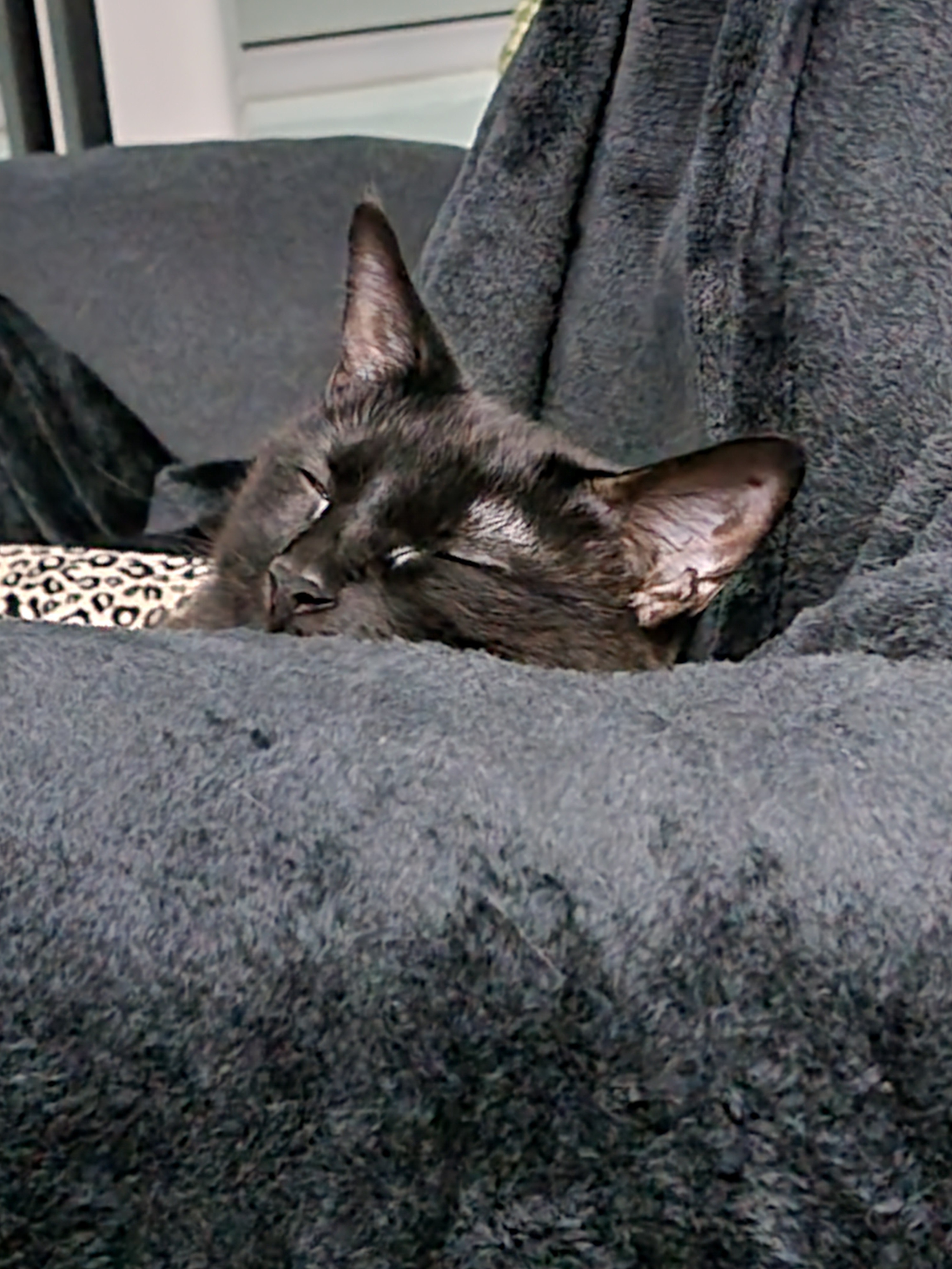 Taking a Break from Zoomies for a Much-Needed Nap