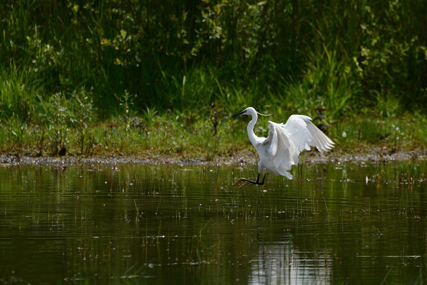 Aigrette Garzette: A Glimpse from France's Vienne Department