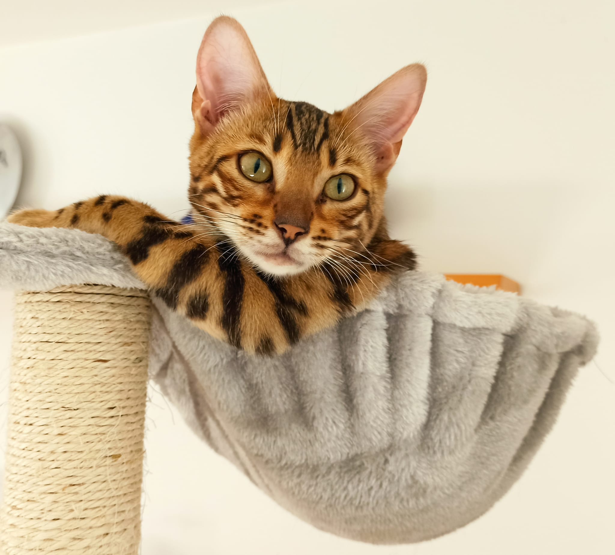 Joni the Bengal Cat is All Ears for Your Daily Adventures