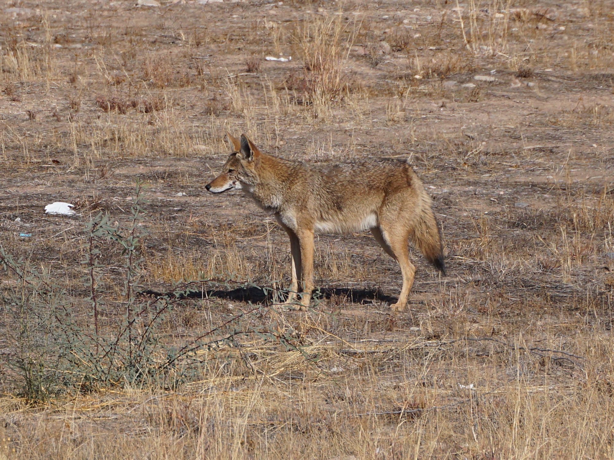 Spotted: A Coyote on the New River Trail