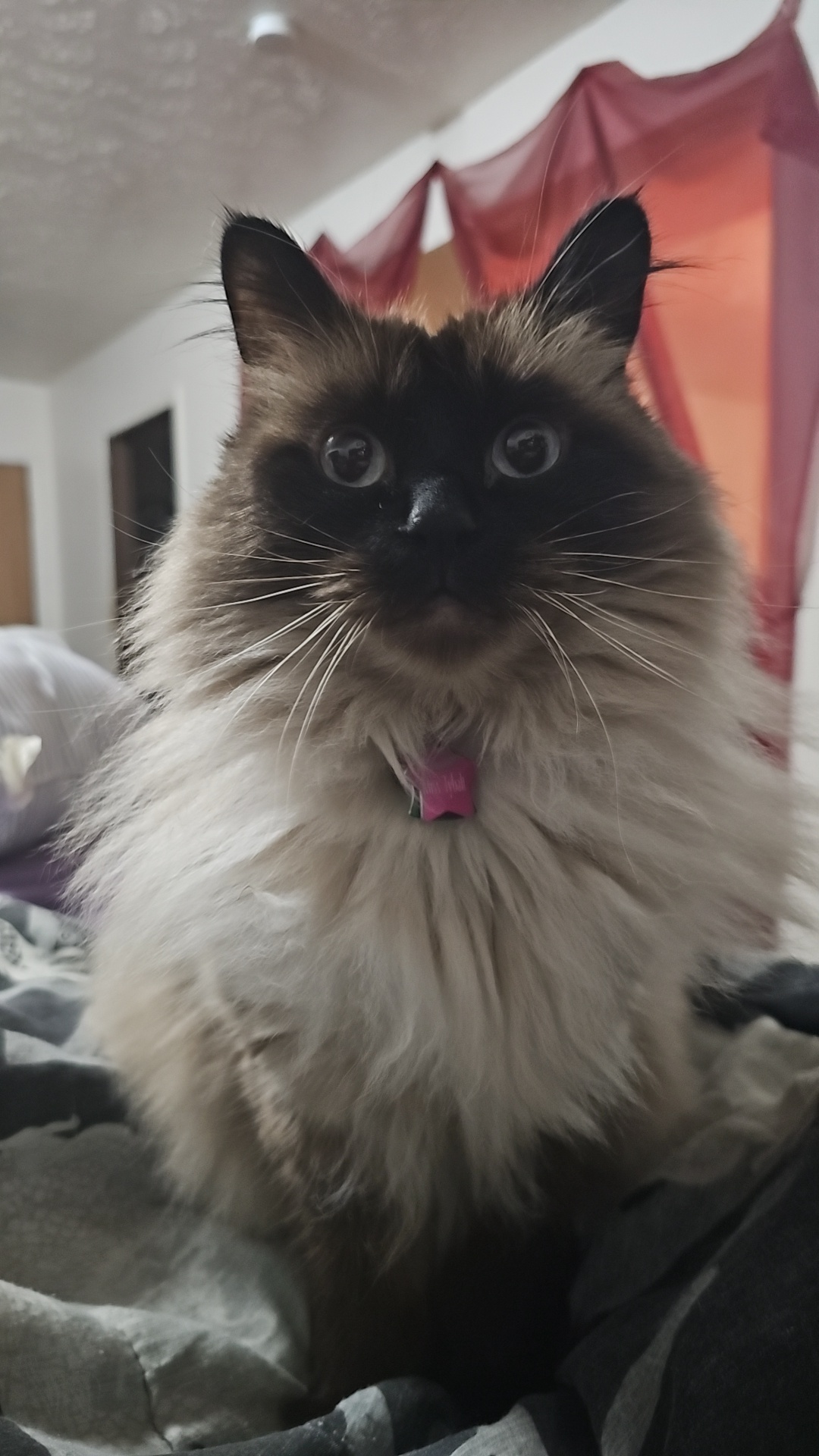 Tibs has been my loyal companion throughout my recovery from foot surgery this past week.