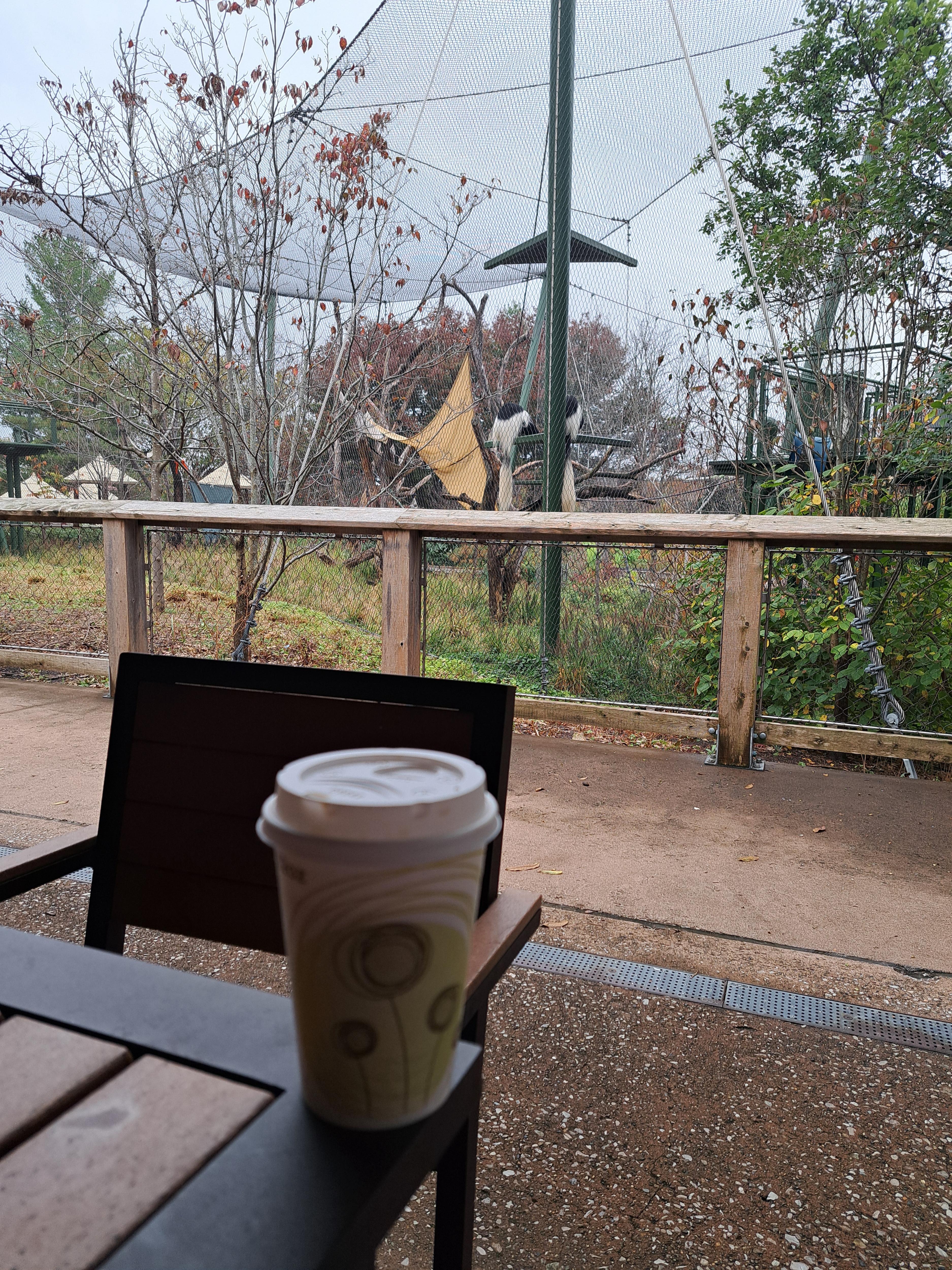 Enjoying a Coffee Break with the Adorable Colobus Monkeys!