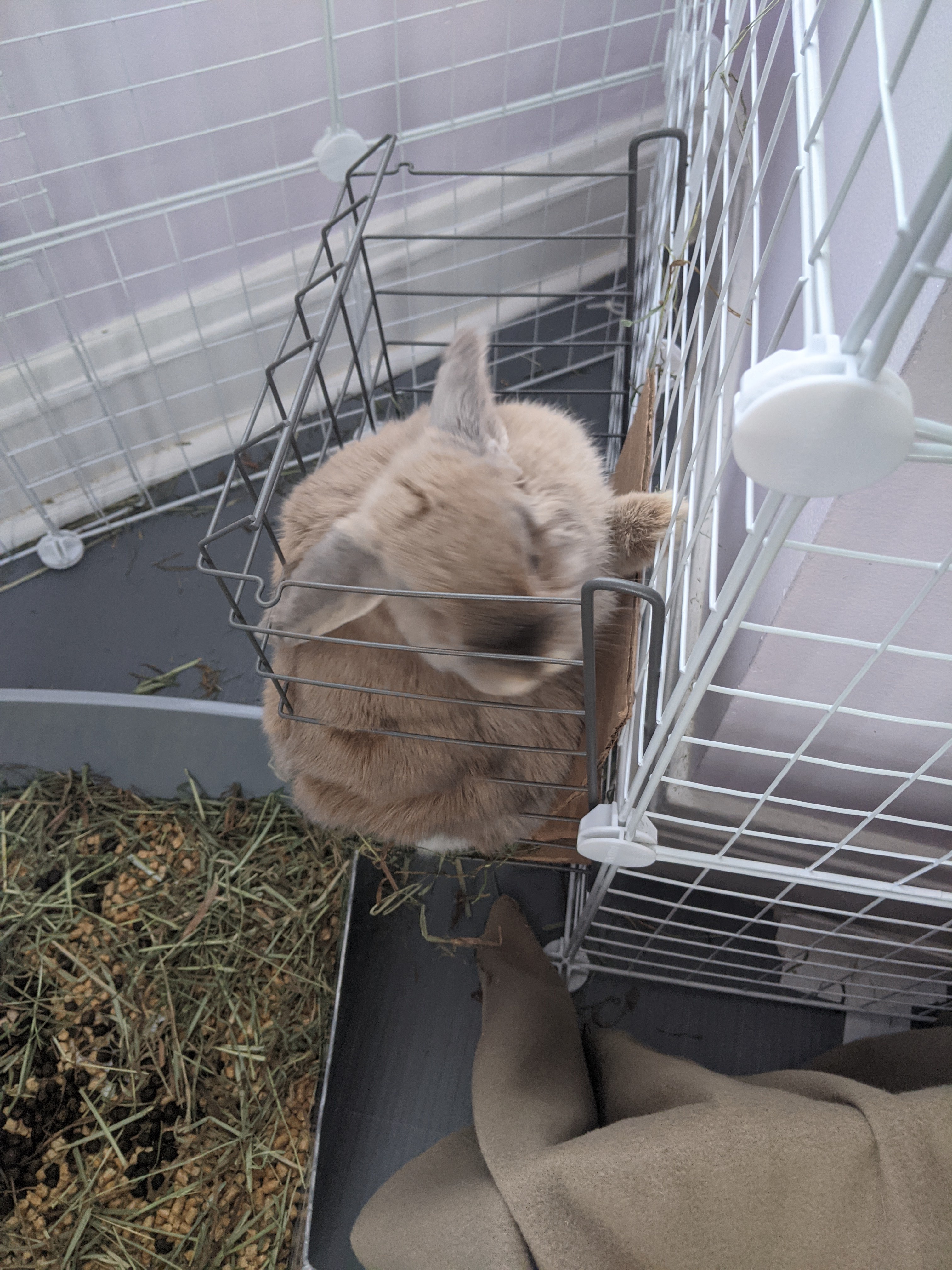 The Secret to Eating Hay Faster Revealed