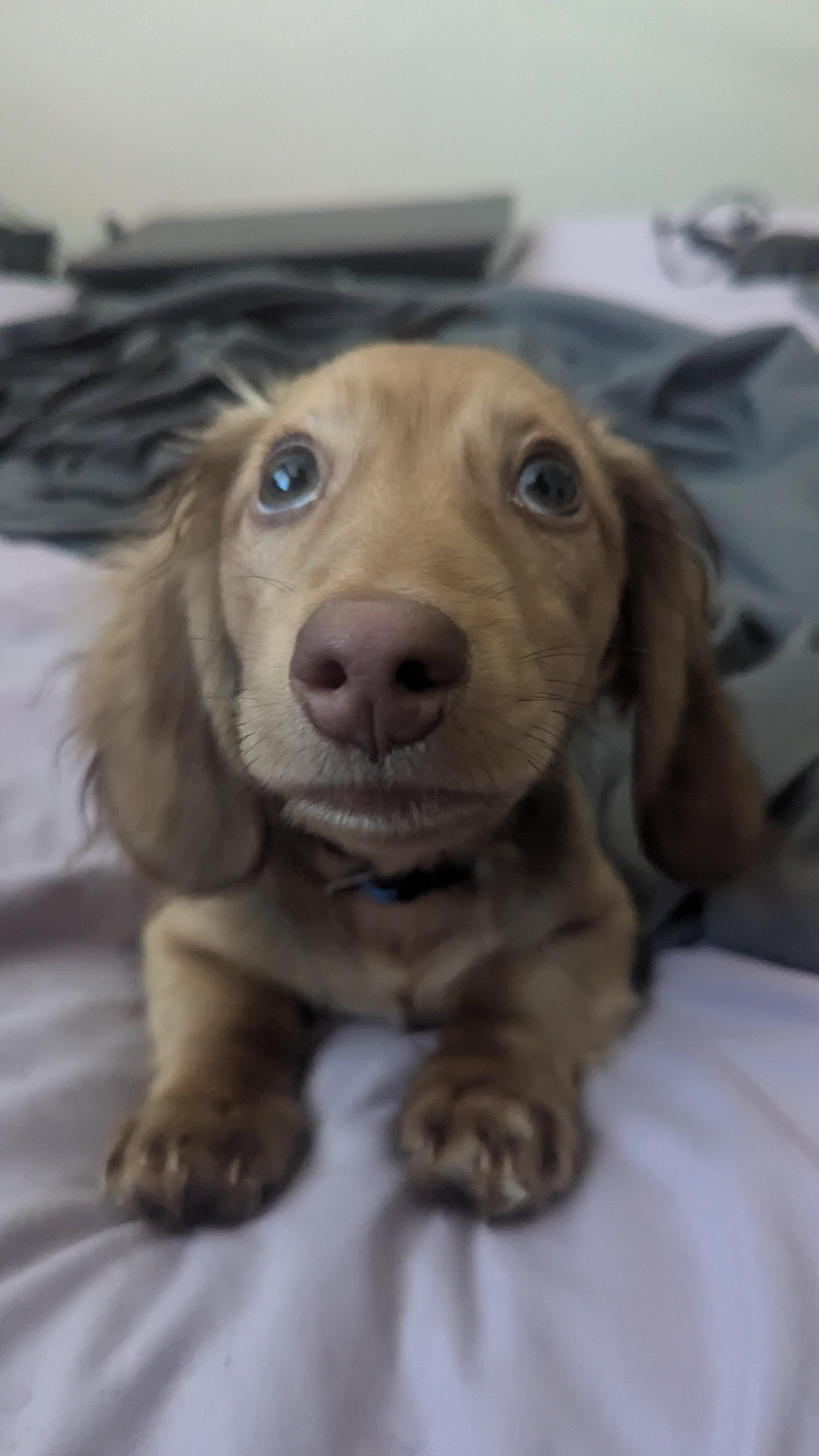 Meet Doggo Cesile: The Cutest Canine Around