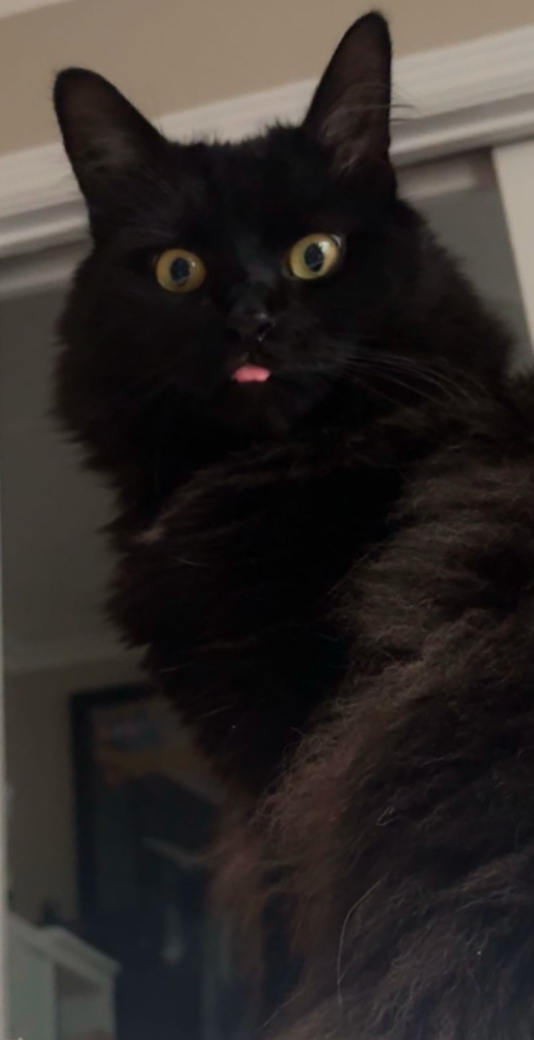 Adorable Blep: When Pets Show Their Cute Side