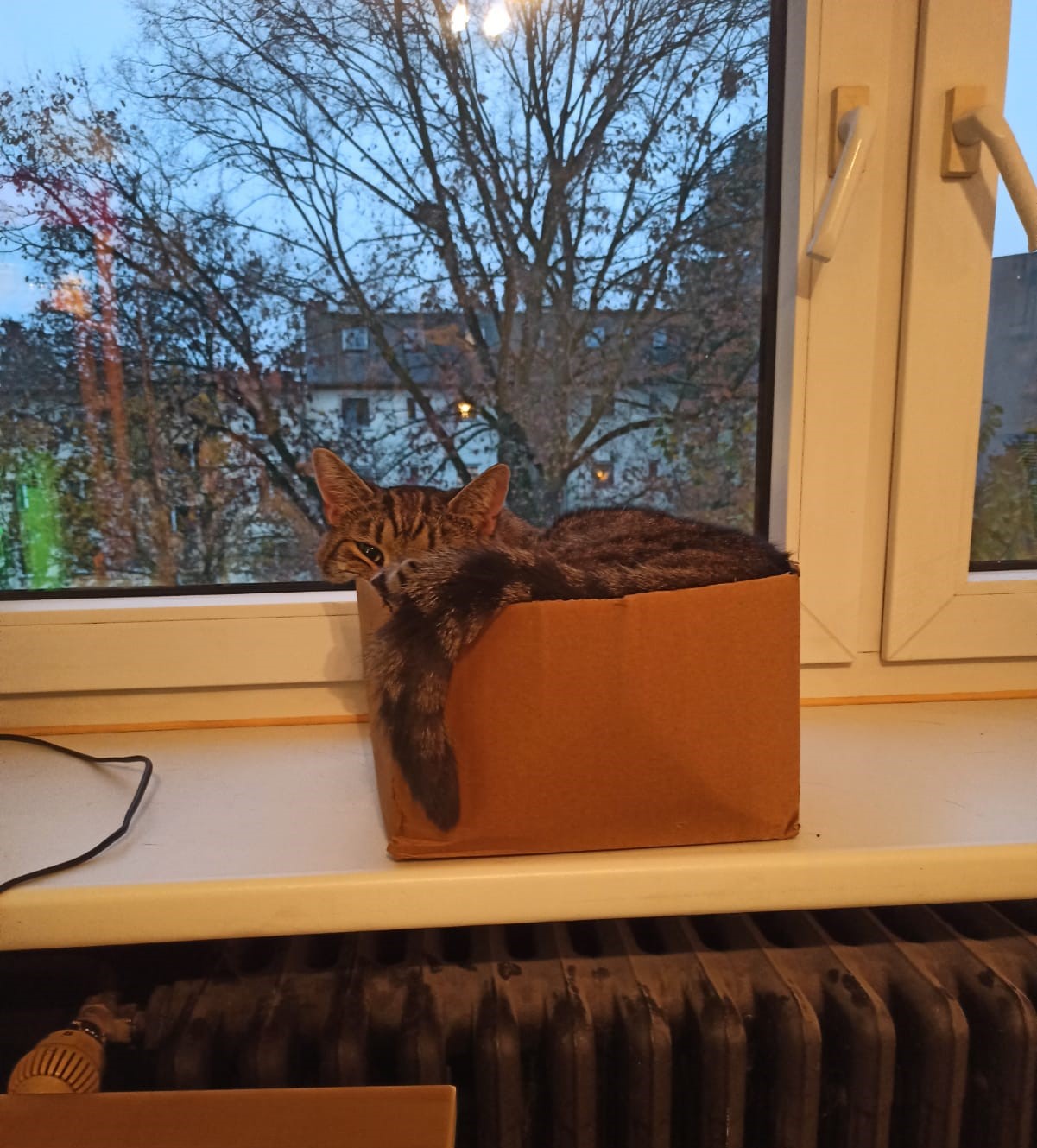 My Cat's Cozy Kingdom: Life Inside the Box