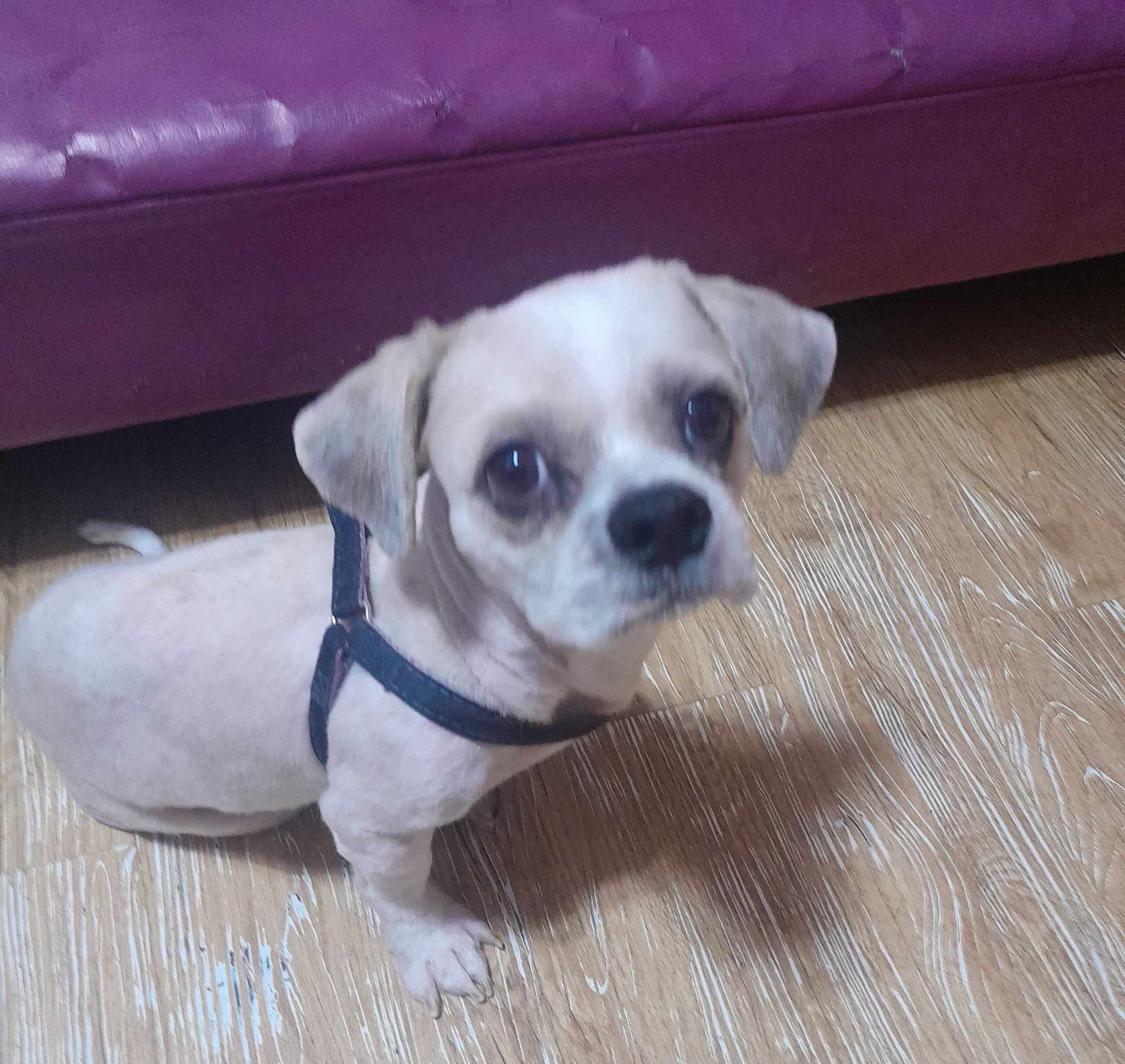 Adorable Snapshot of My Beloved Dog