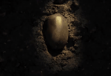 What Exactly Is an Acorn?