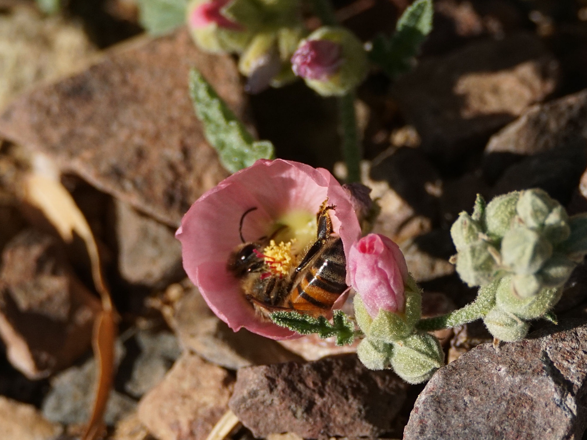 Discovering the Beauty of the Pink Globemallow